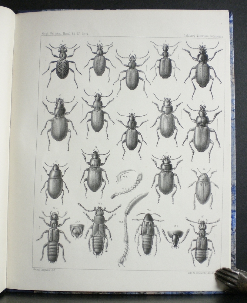 SAHLBERG JOHN Bidrag till nordvestra Sibiriens insektfauna, Hemiptera heteroptera insamlade under expeditionerna till Obi och Jenesej 1876 och 1877