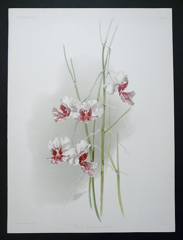 An original orchid illustration by Henry Moon from Frederick Sander's Reichenbachia. A life-size botanical illustration with vibrant hues on a soft grey background.