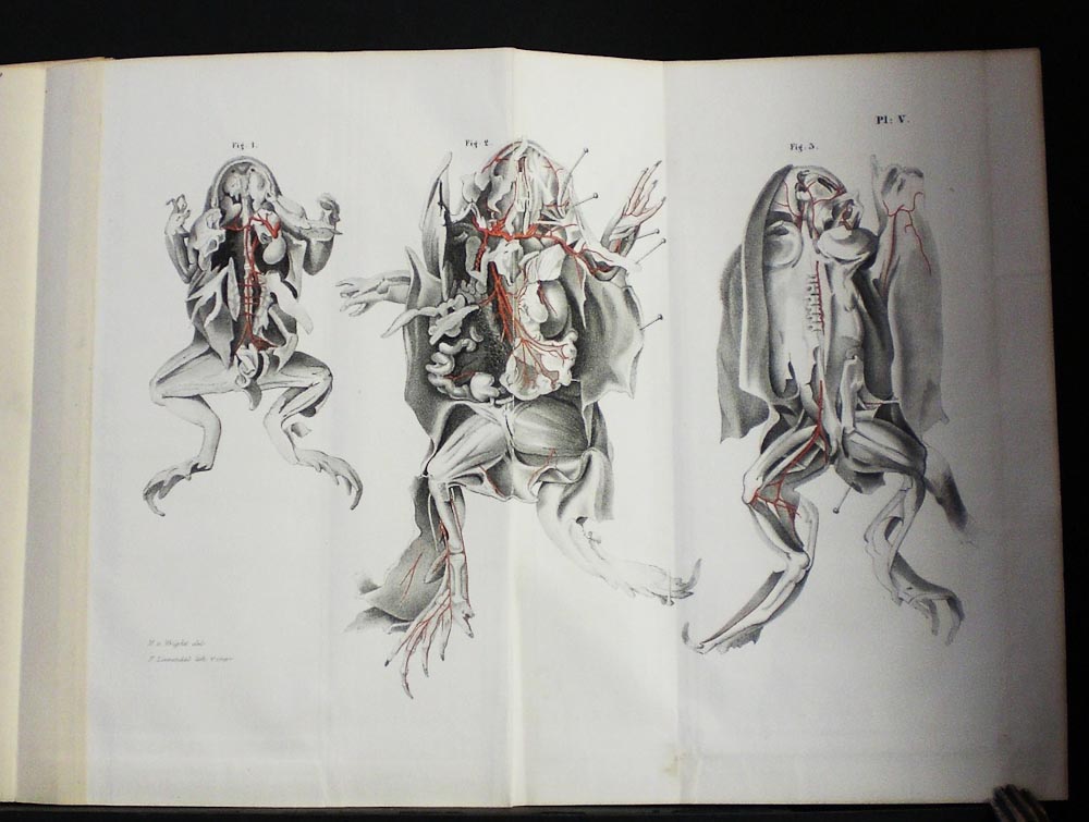 E. J. BONSDORFF Bidrag till blodkärlsystemets jemförande anatomie (1847)