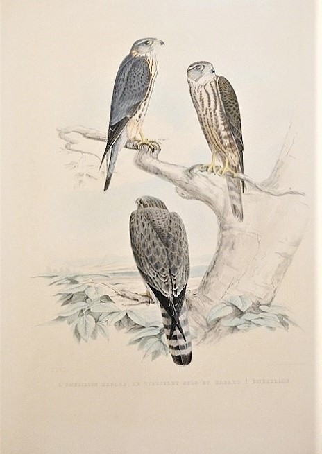 Hermann Schlegel Fauconnerie 1844