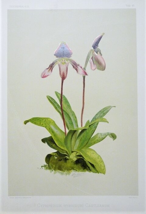 An original orchid illustration by Henry Moon from Frederick Sander's Reichenbachia. A life-size botanical illustration with vibrant hues on a soft grey background.