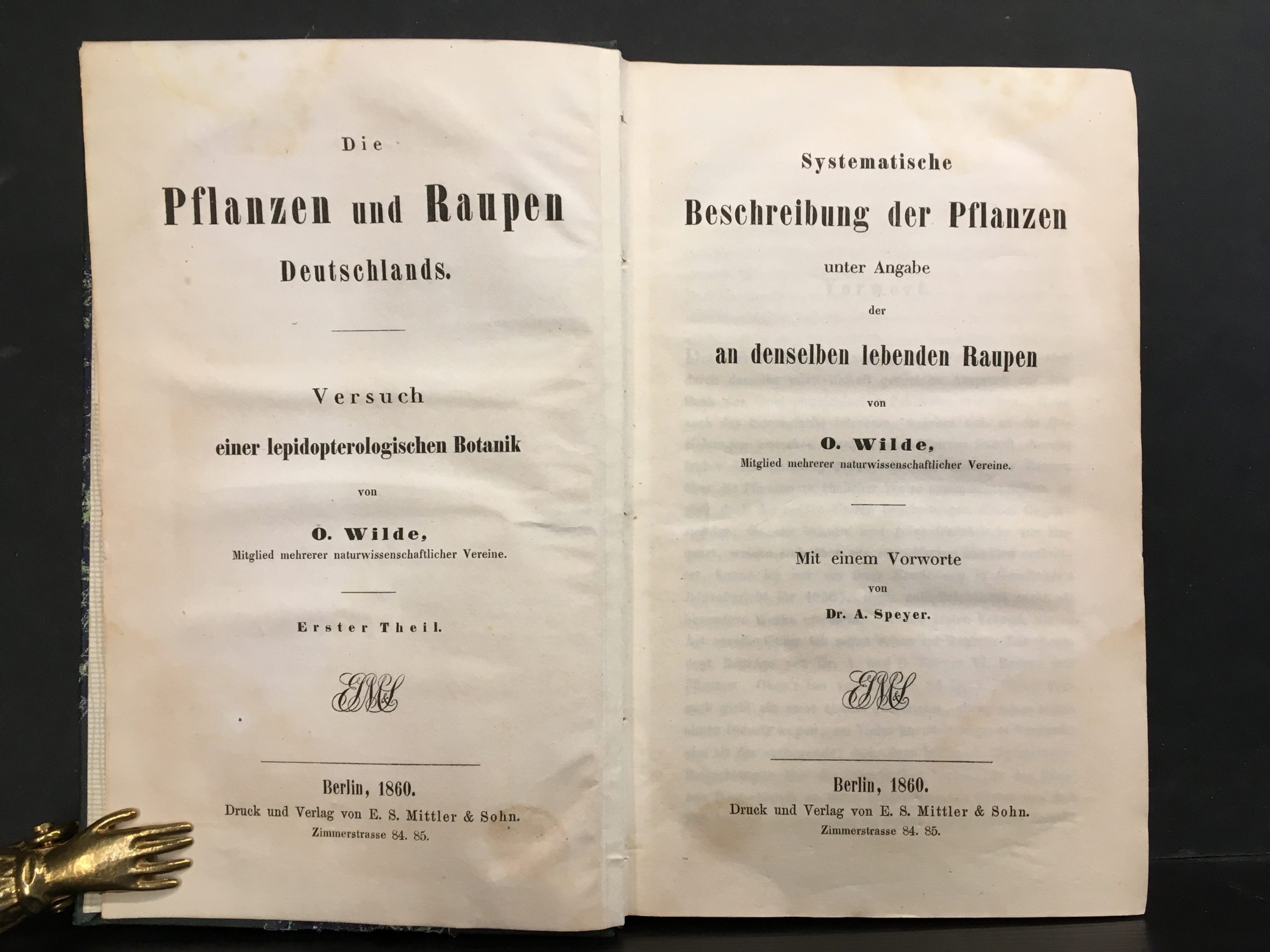 Wilde, O.: Die Pflanzen und Raupen Deutschlands I-II - Image 2