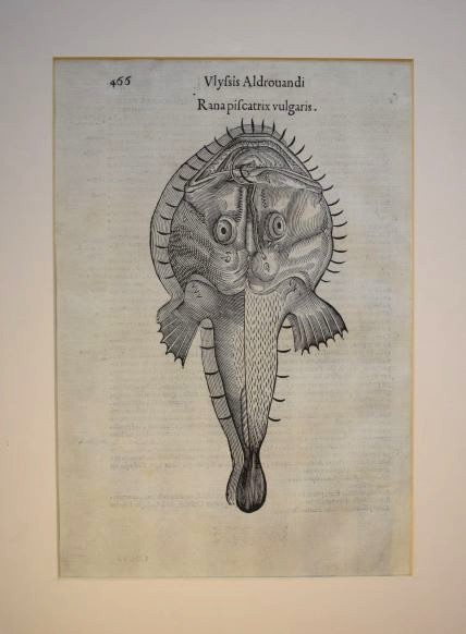 Ulisse Aldrovandi fish print of the Anglerfish (Rana piscatrix vulgaris). Antique 1638 woodcut. Minimalist black and white fish illustration. Aldrovandin Krottikala-puupiirros. Marulk träsnitt av Aldrovandi.