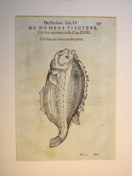 Ulisse Aldrovandi fish print of the Lumpfish (Orbibus annumerandus prior). Antique 1638 woodcut. Minimalist black and white fish illustration. Aldrovandin Rasvakala-puupiirros. Sjurygg träsnitt av Aldrovandi.