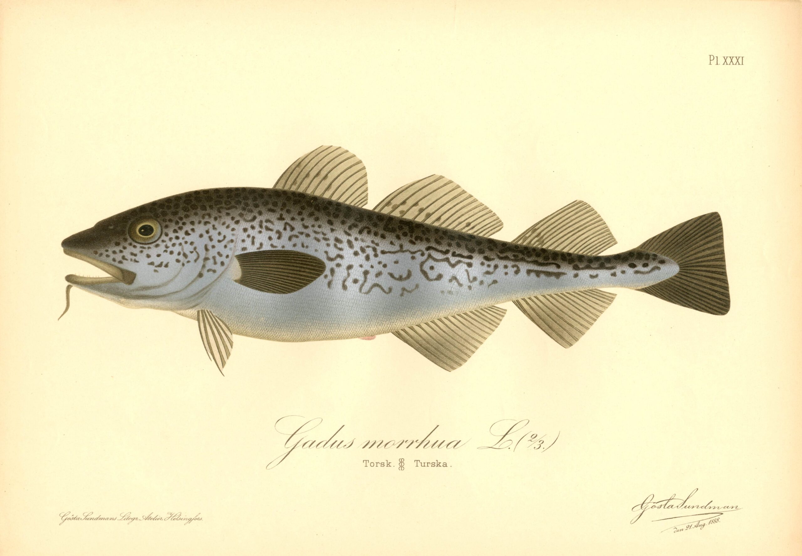 Sundman fish illustration, Cod (Gadis morrhua L.), from The Fishes of Finland. Sundmanin kalakuva, Turska. Suomen kalat. Sundmans fiskplanch, Torsk. Finlands fiskar.