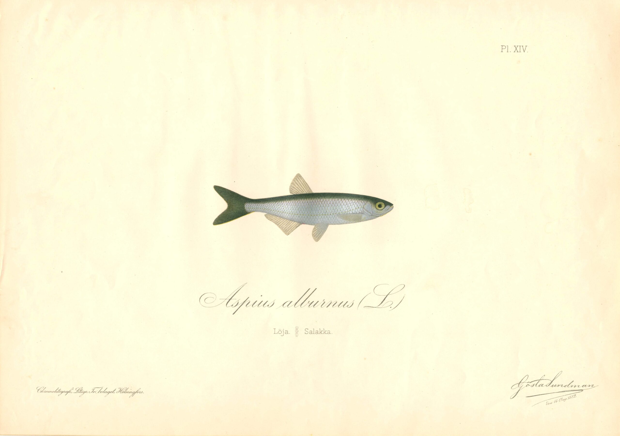 Sundman fish illustration, Bleak (Aspius alburnus L.), from The Fishes of Finland. Sundmanin kalakuva, Salakka. Suomen kalat. Sundmans fiskplanch, Löja. Finlands fiskar.