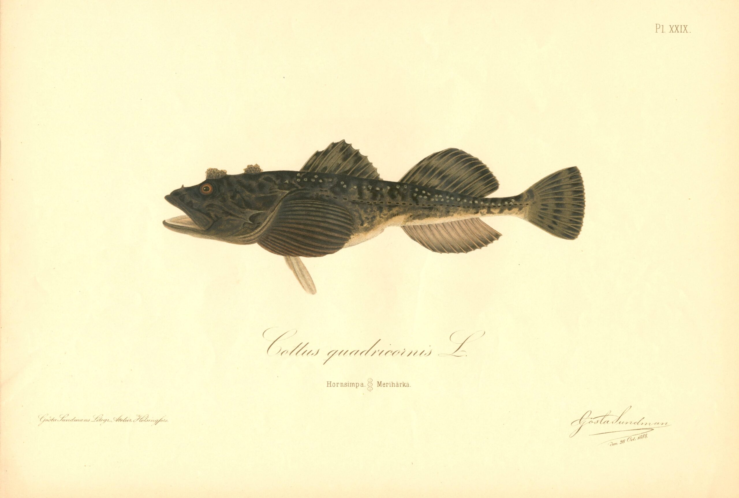 Sundman fish illustration, Fourhorn sculpin (Cottus quadricornis L.), from The Fishes of Finland. Sundmanin kalakuva, Härkäsimppu, merihärkä. Suomen kalat. Sundmans fiskplanch, Hornsimpa. Finlands fiskar.