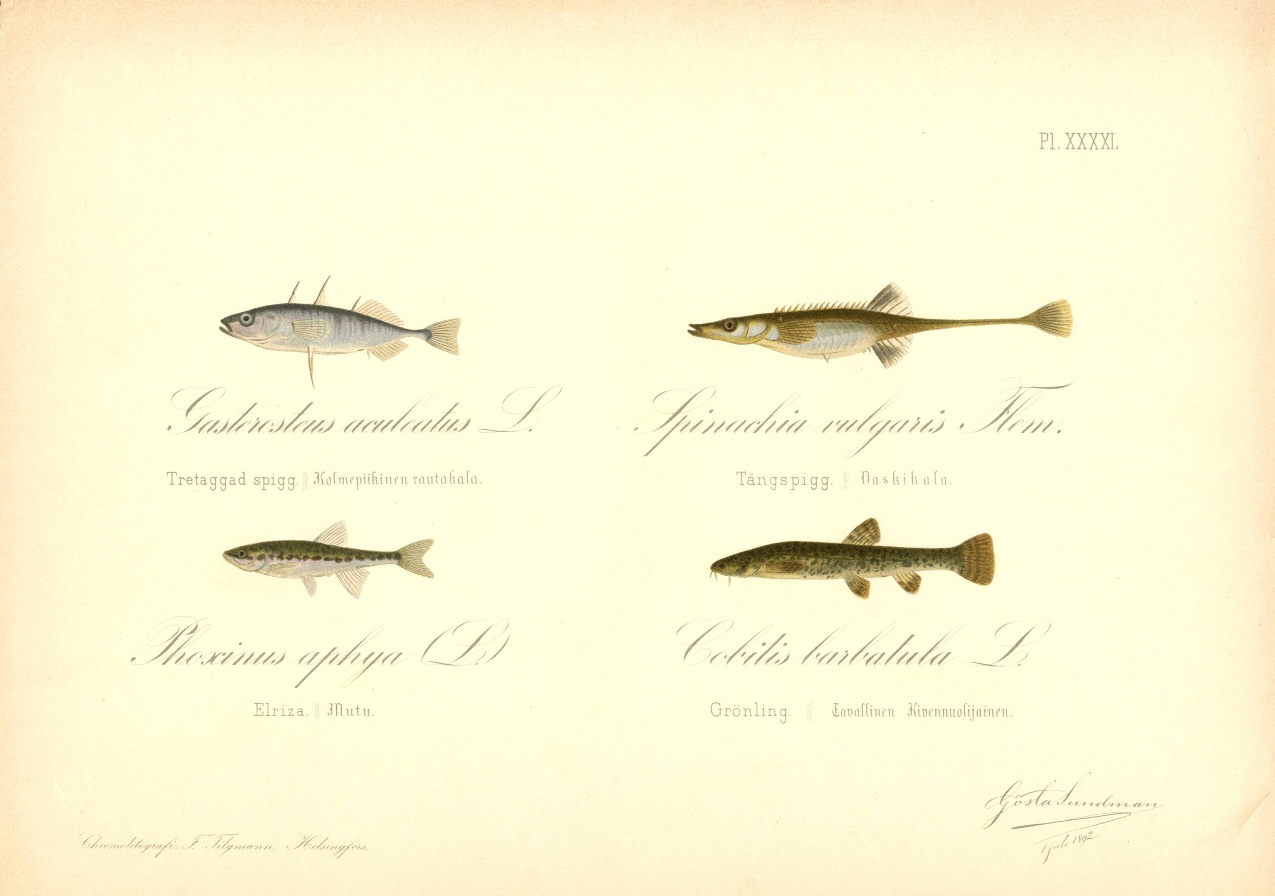 Sundman fish illustration from The Fishes of Finland. Sundmanin kalakuva, Suomen kalat. Sundmans fiskplanch, Finlands fiskar.