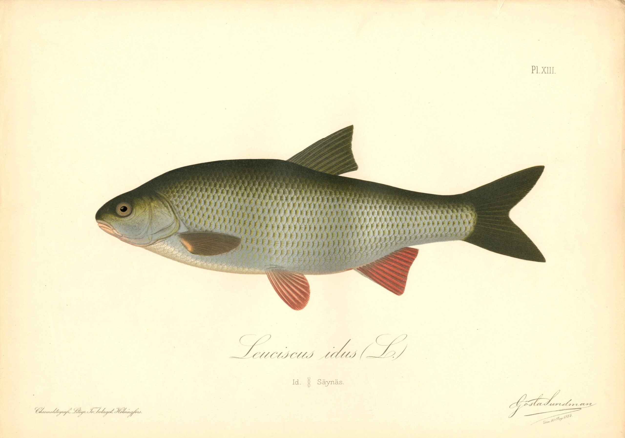 Sundman fish illustration, Ide (Leuciscus idus L.), from The Fishes of Finland. Sundmanin kalakuva, Säynäs, Säyne. Suomen kalat. Sundmans fiskplanch, Id. Finlands fiskar.