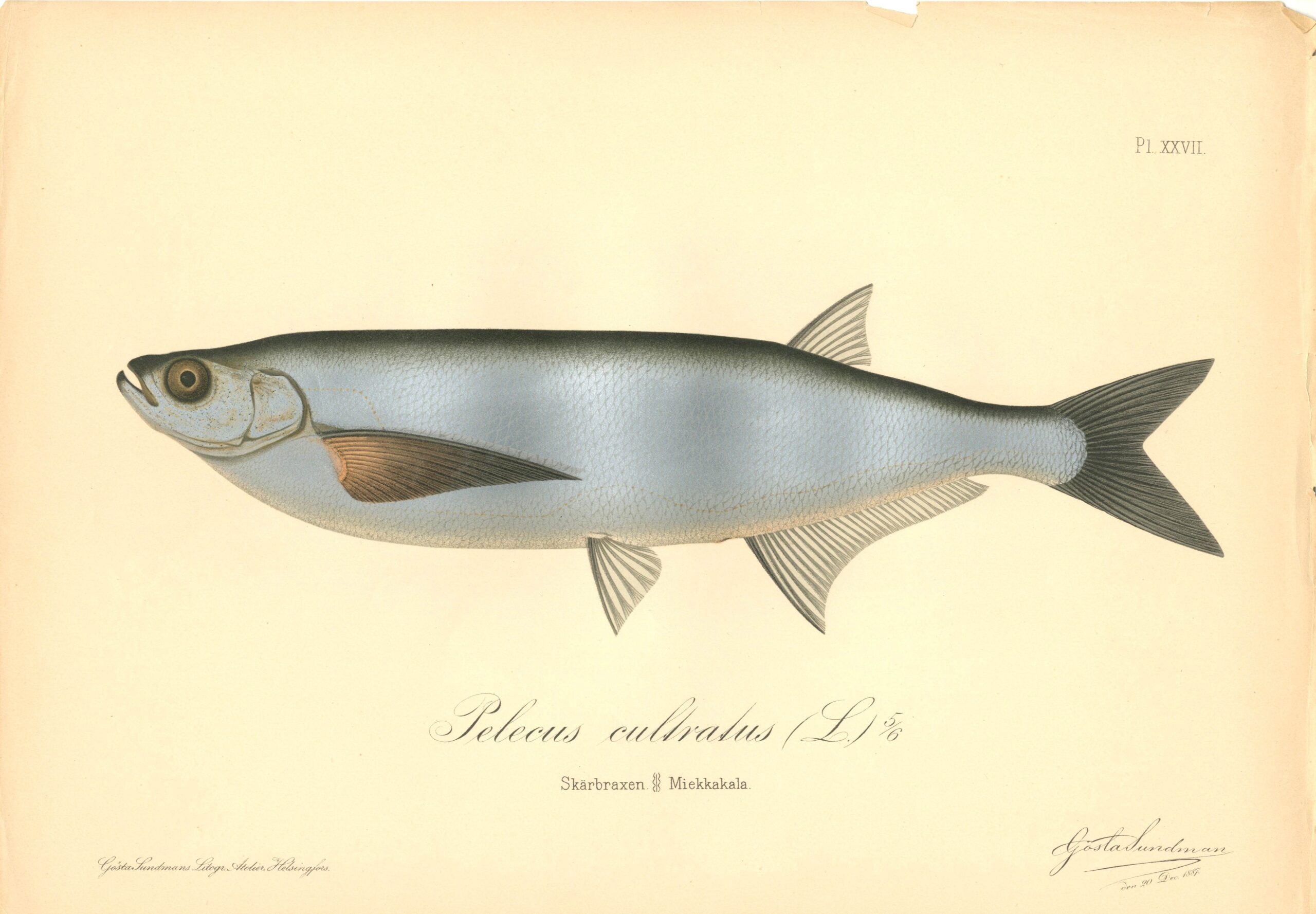 Sundman fish illustration, Pelecus (Pelecus cultratus L.), from The Fishes of Finland. Sundmanin kalakuva, Miekkakala, miekkasärki. Suomen kalat. Sundmans fiskplanch, Skärbraxen, skärkniv. Finlands fiskar.