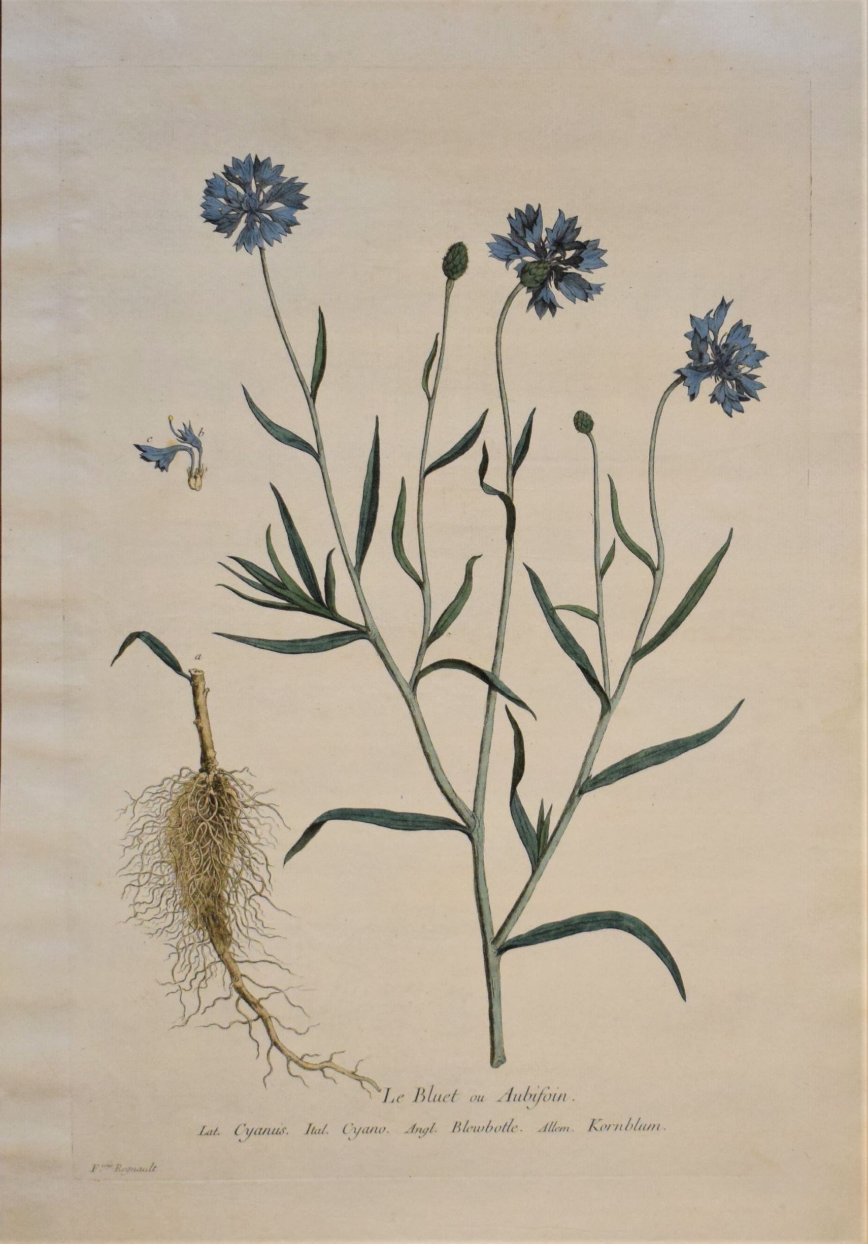 18th-century botanical engraving of a Cornflower (Le Bluet) by Regnault. Hand-coloured copperplate illustration.