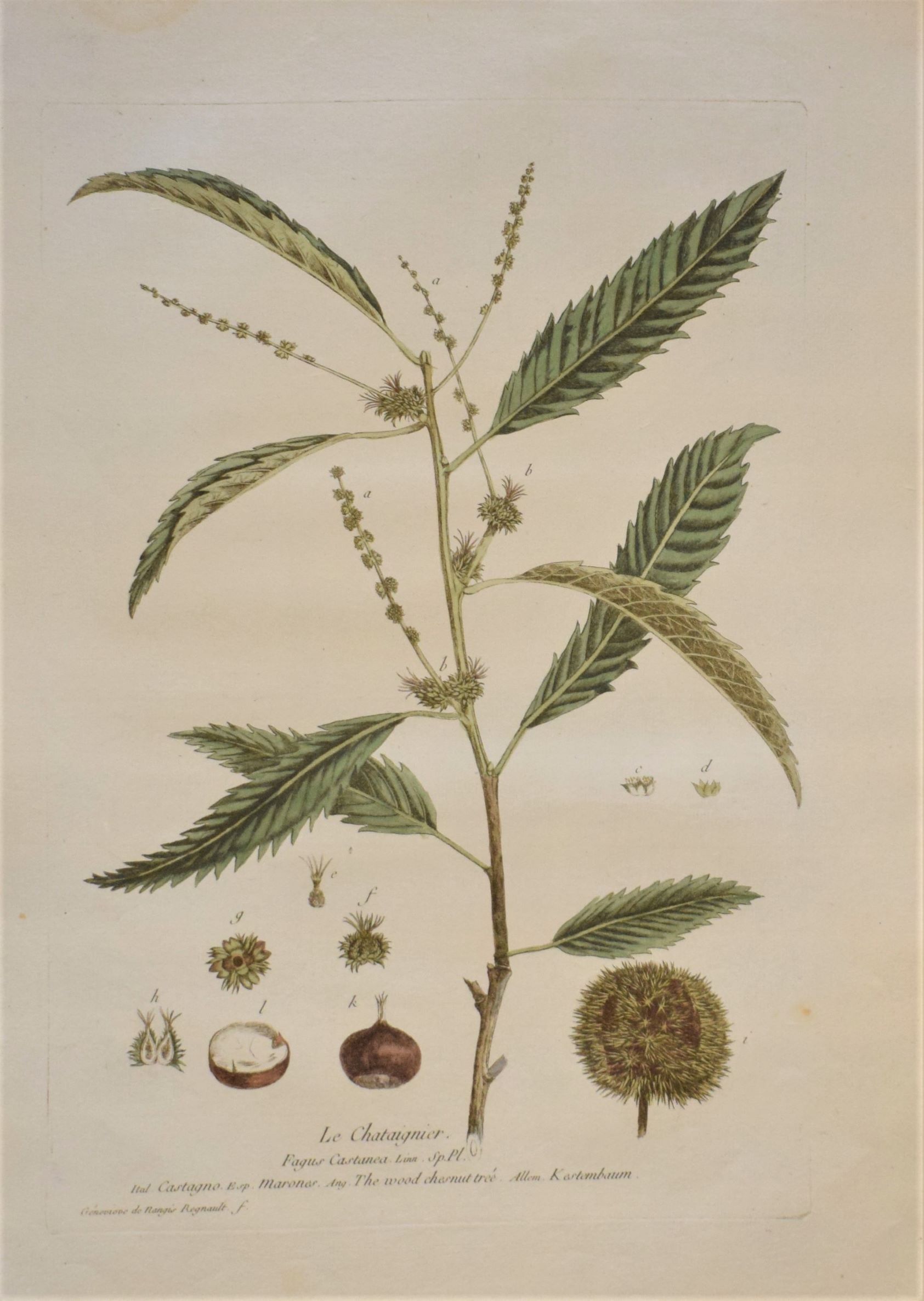 18th-century botanical engraving of a Chestnut (Le Chantaignier) by Regnault. Hand-coloured copperplate illustration.