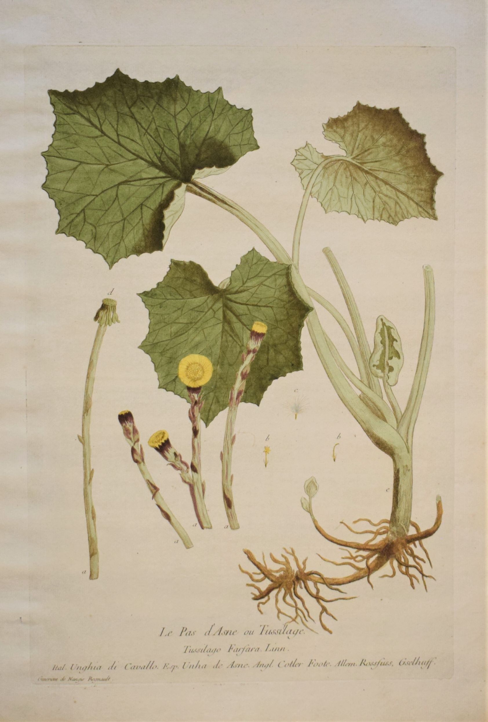 18th-century botanical engraving of a Coltsfoot (Le Pas d'Asne) by Regnault. Hand-coloured copperplate illustration.