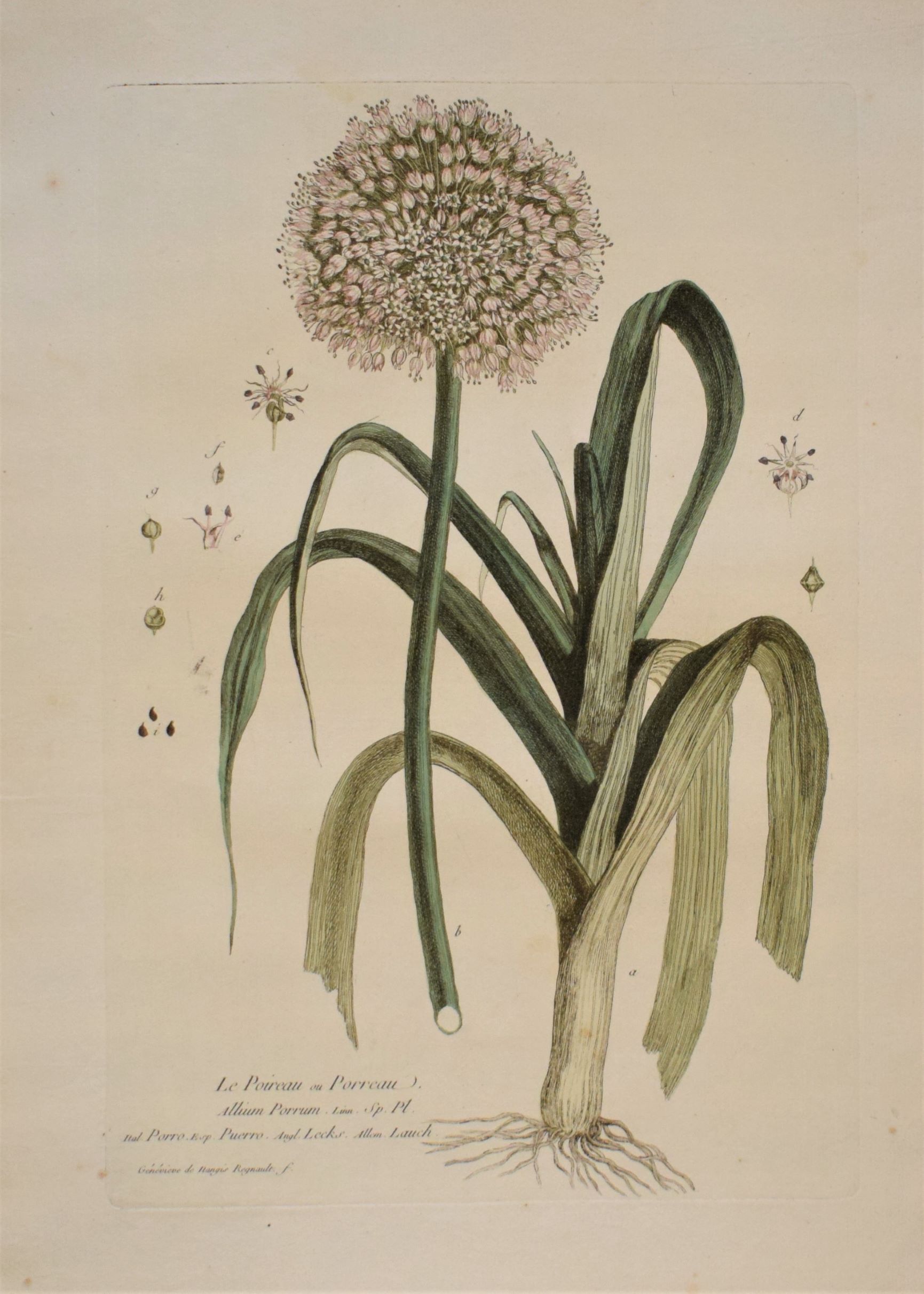 18th-century botanical engraving of a Leek (Le Poireau) by Regnault. Hand-coloured copperplate illustration.