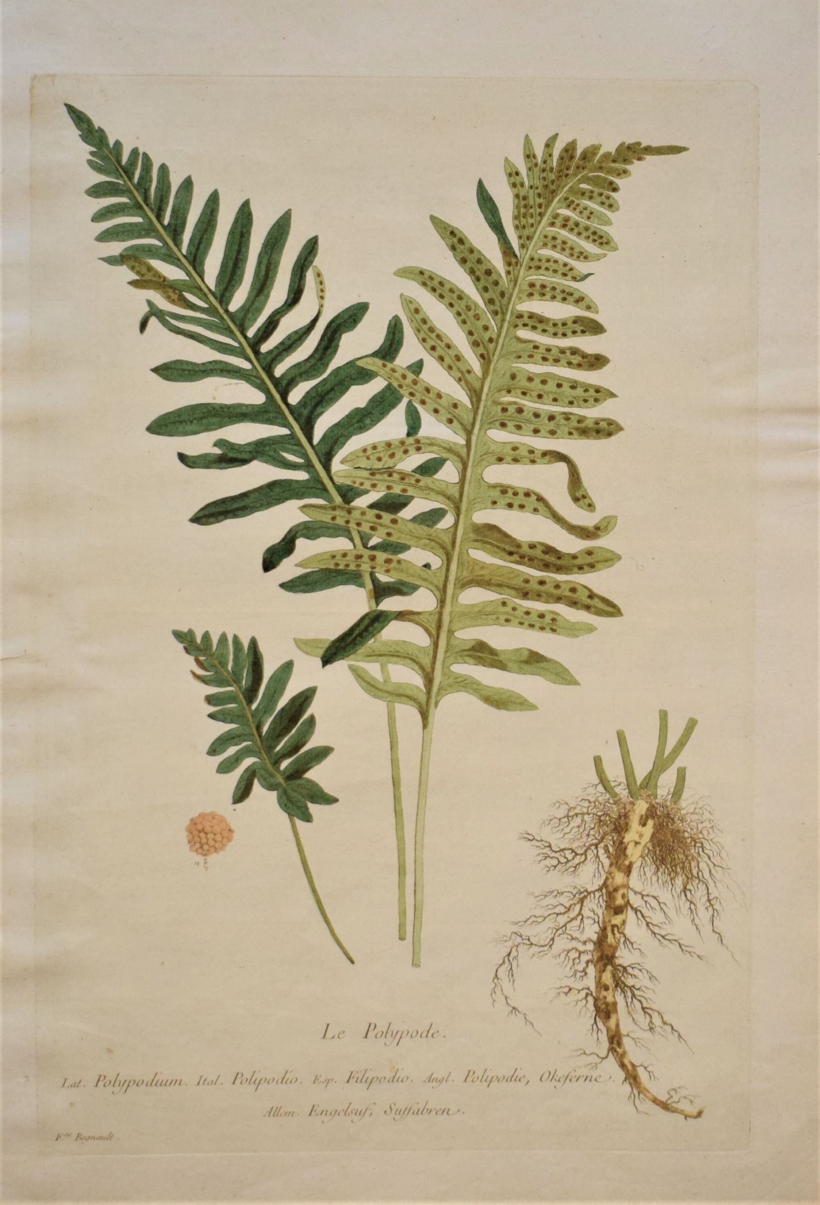 18th-century botanical engraving of a Male fern (La Fougere mâle) by Regnault. Hand-coloured copperplate illustration.