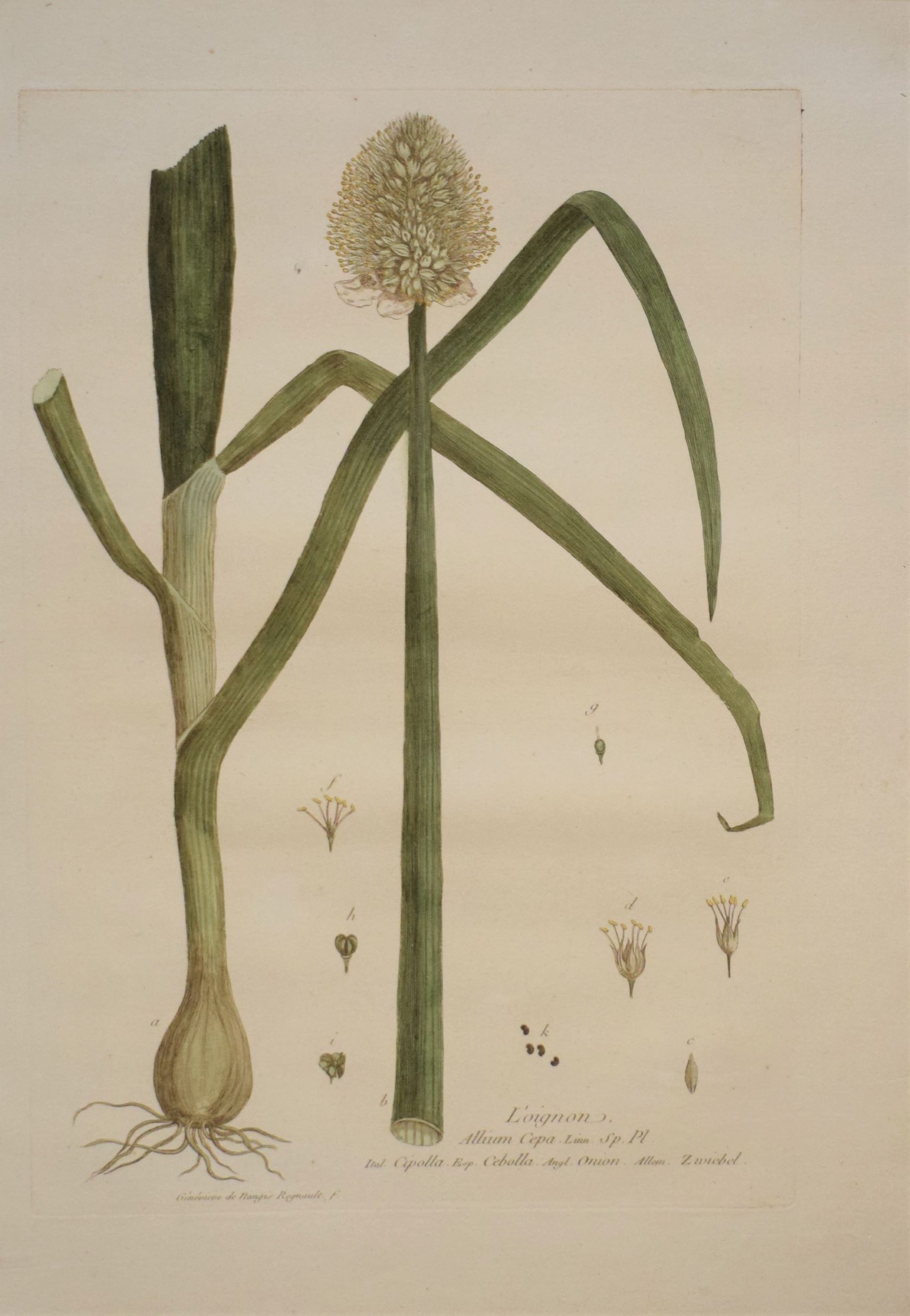 18th-century botanical engraving of an Onion (L'Oignon) by Regnault. Hand-coloured copperplate illustration.
