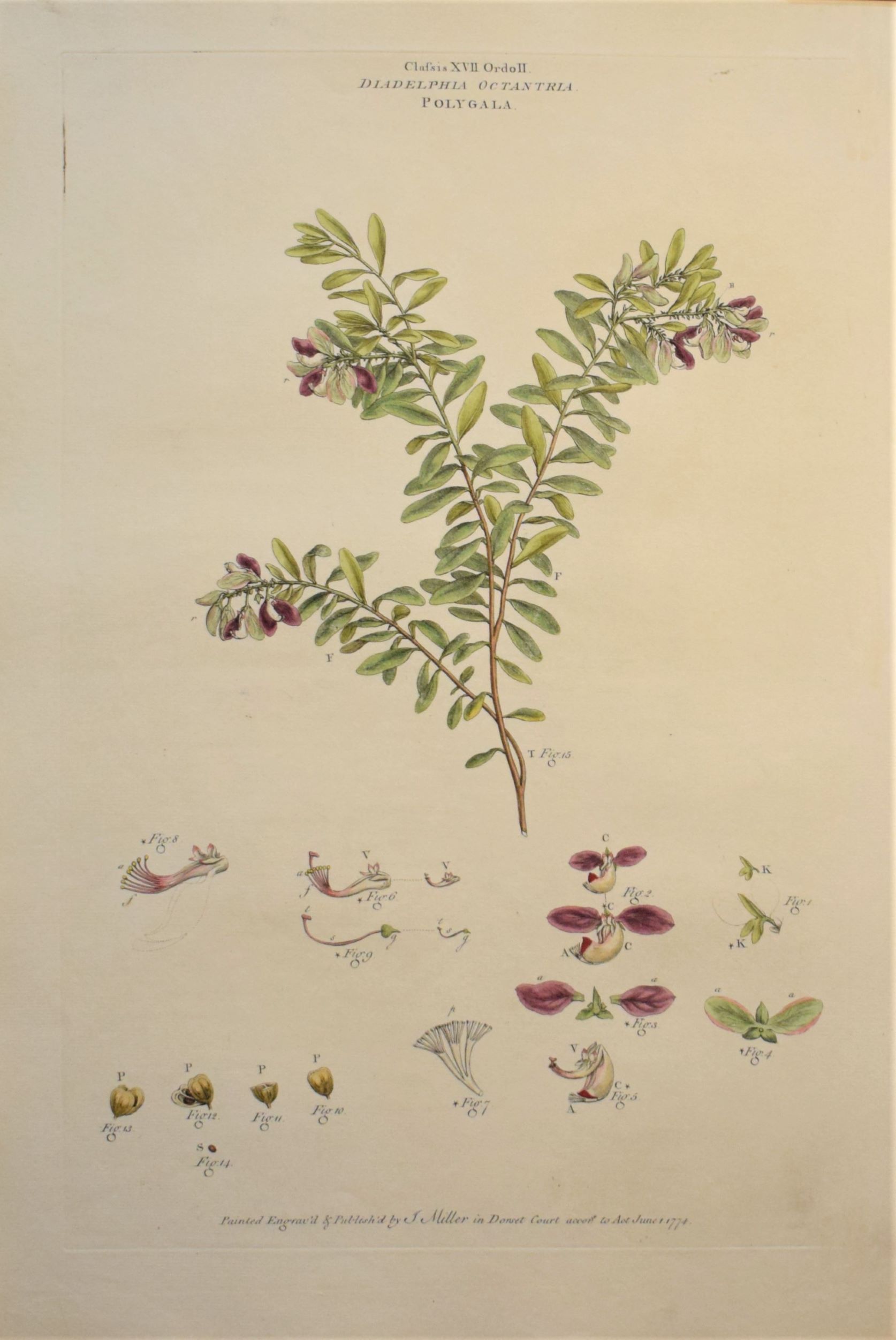 Large 18th-century hand-coloured botanical copper engraving of Diadelphia Octantria Polygala by John Miller