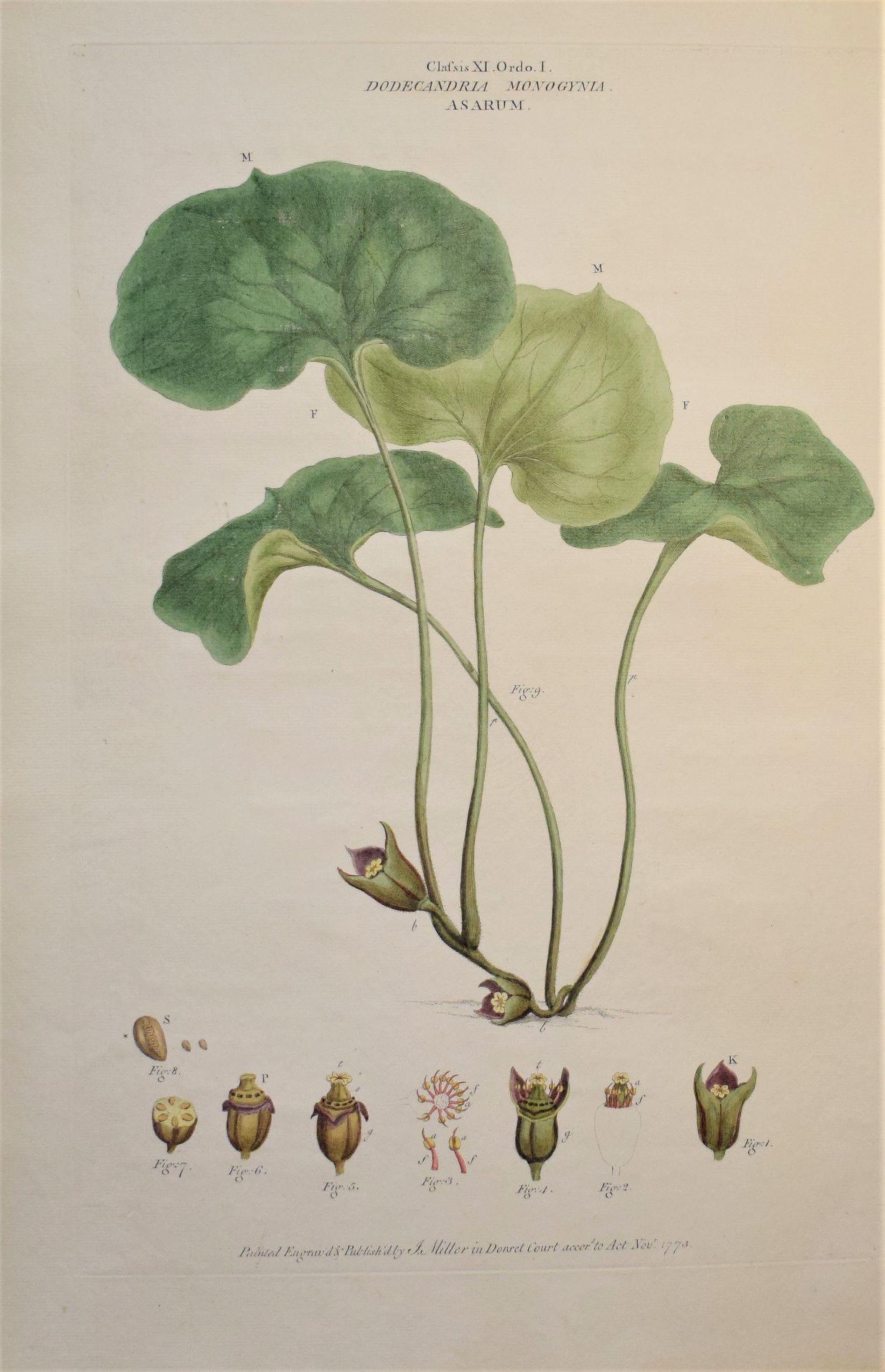 Large 18th-century hand-coloured botanical copper engraving of Asarum europaeum by John Miller