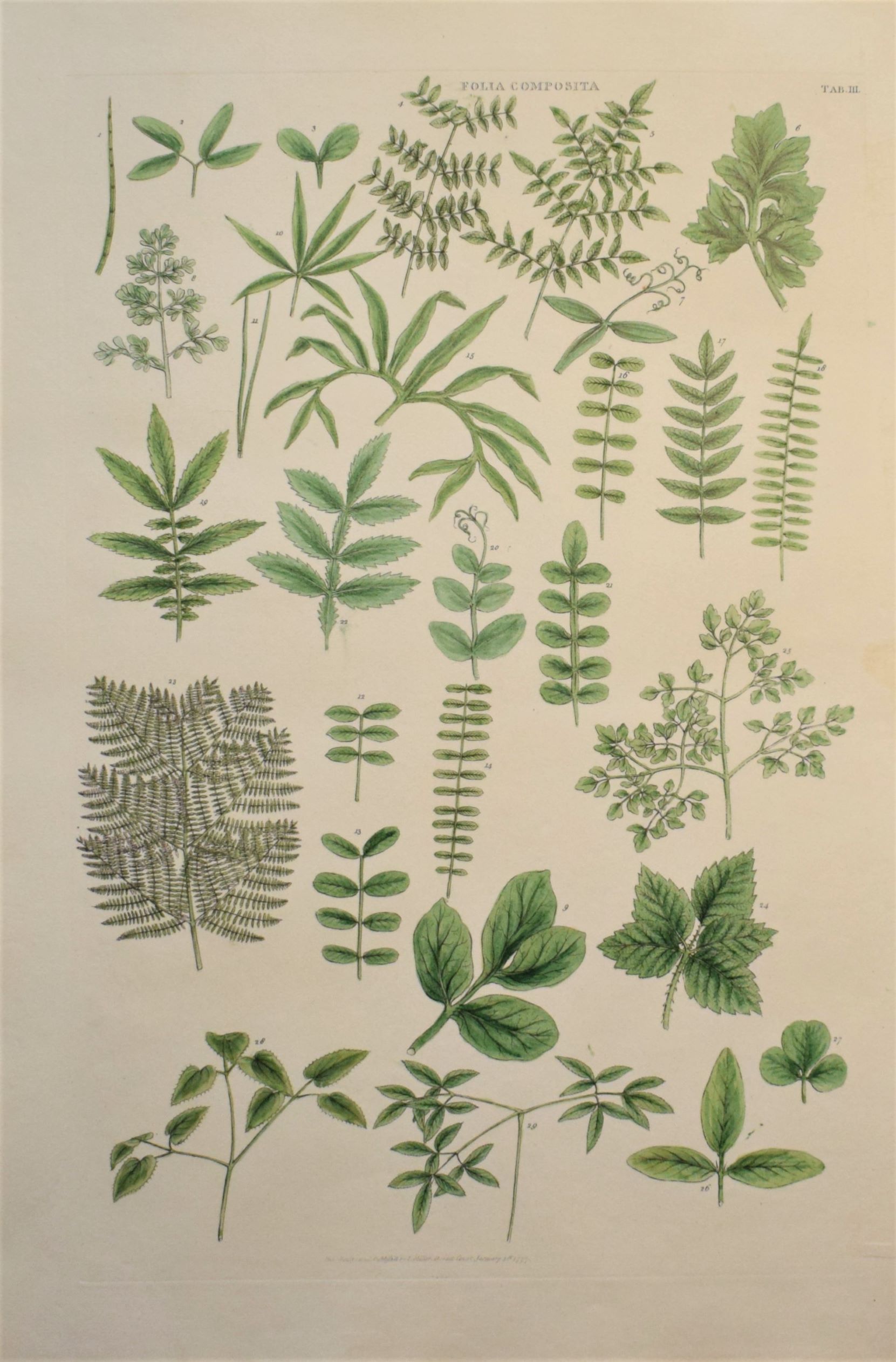 Large 18th-century hand-coloured botanical copper engraving of botanical silhouettes by John Miller