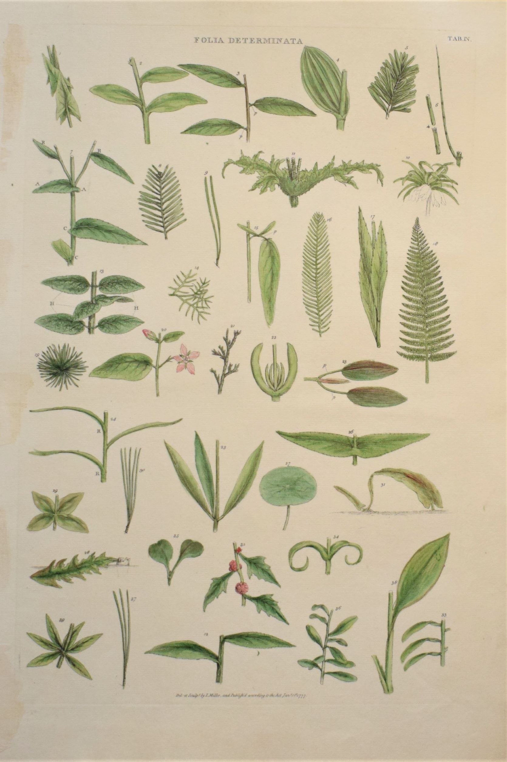 Large 18th-century hand-coloured botanical copper engraving of botanical silhouettes by John Miller
