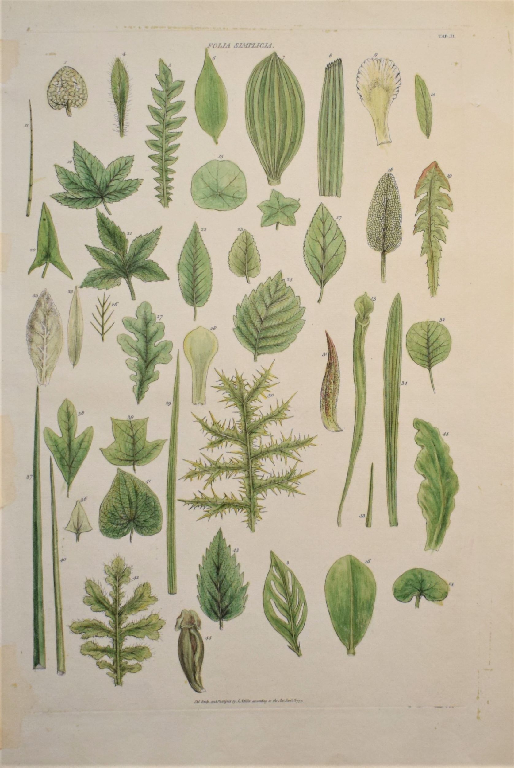 Large 18th-century hand-coloured botanical copper engraving of botanical silhouettes by John Miller