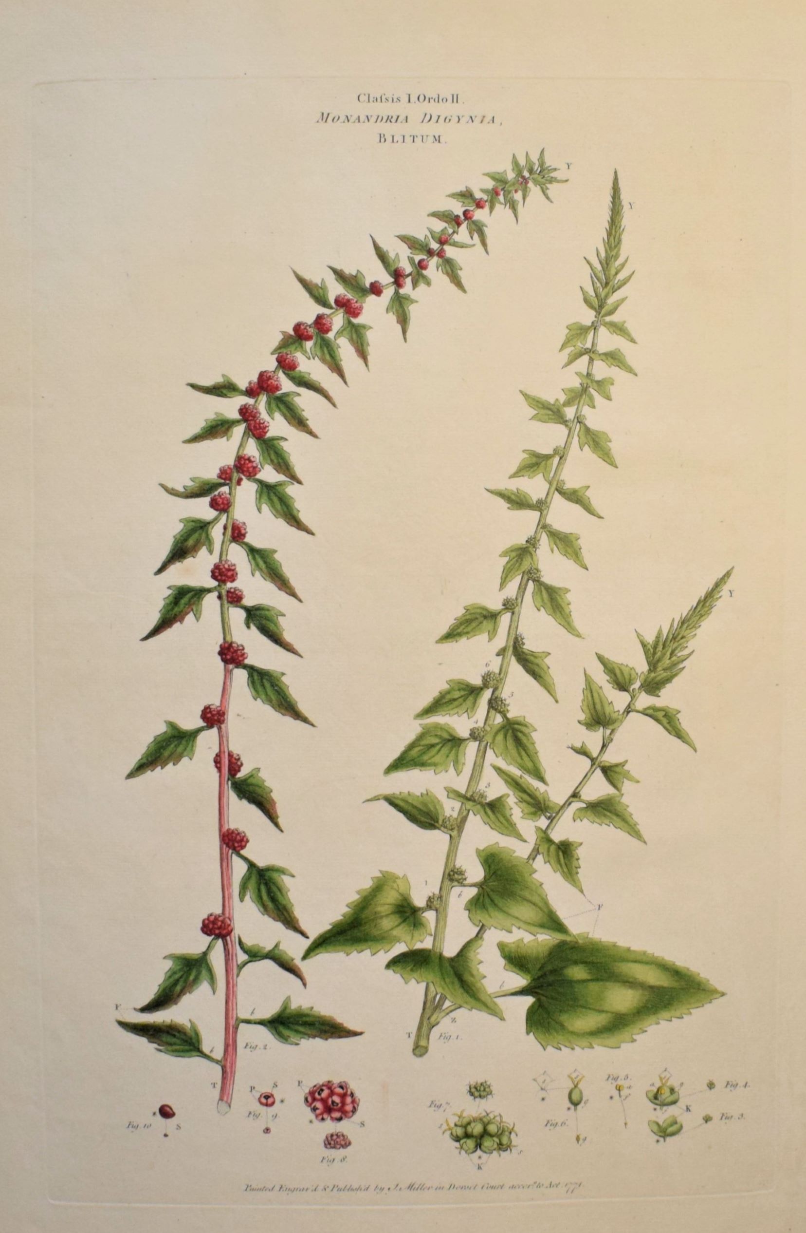 Large 18th-century hand-coloured botanical copper engraving of Blitum virgatum by John Miller
