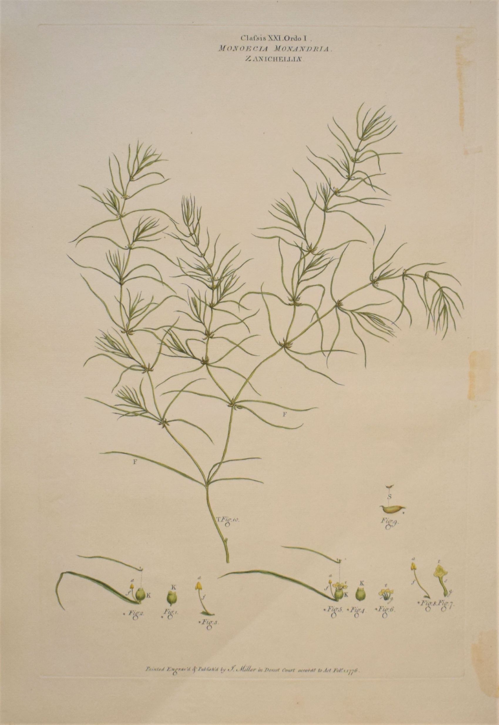 Large 18th-century hand-coloured botanical copper engraving of Zannichellia palustris by John Miller