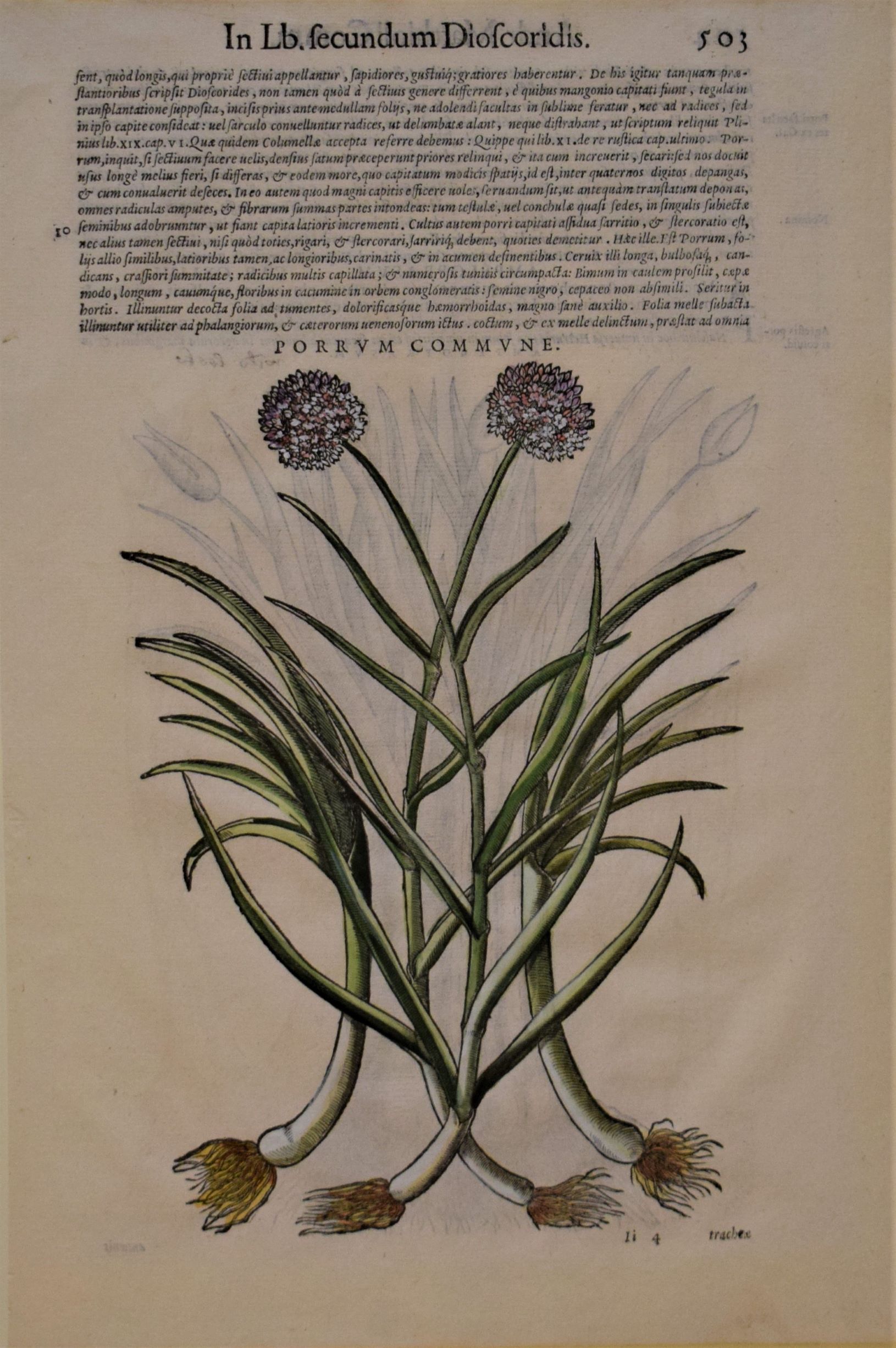 16th-century hand-coloured woodblock engraving of Porrum commune by Pietro Andrea Mattioli, 1565.