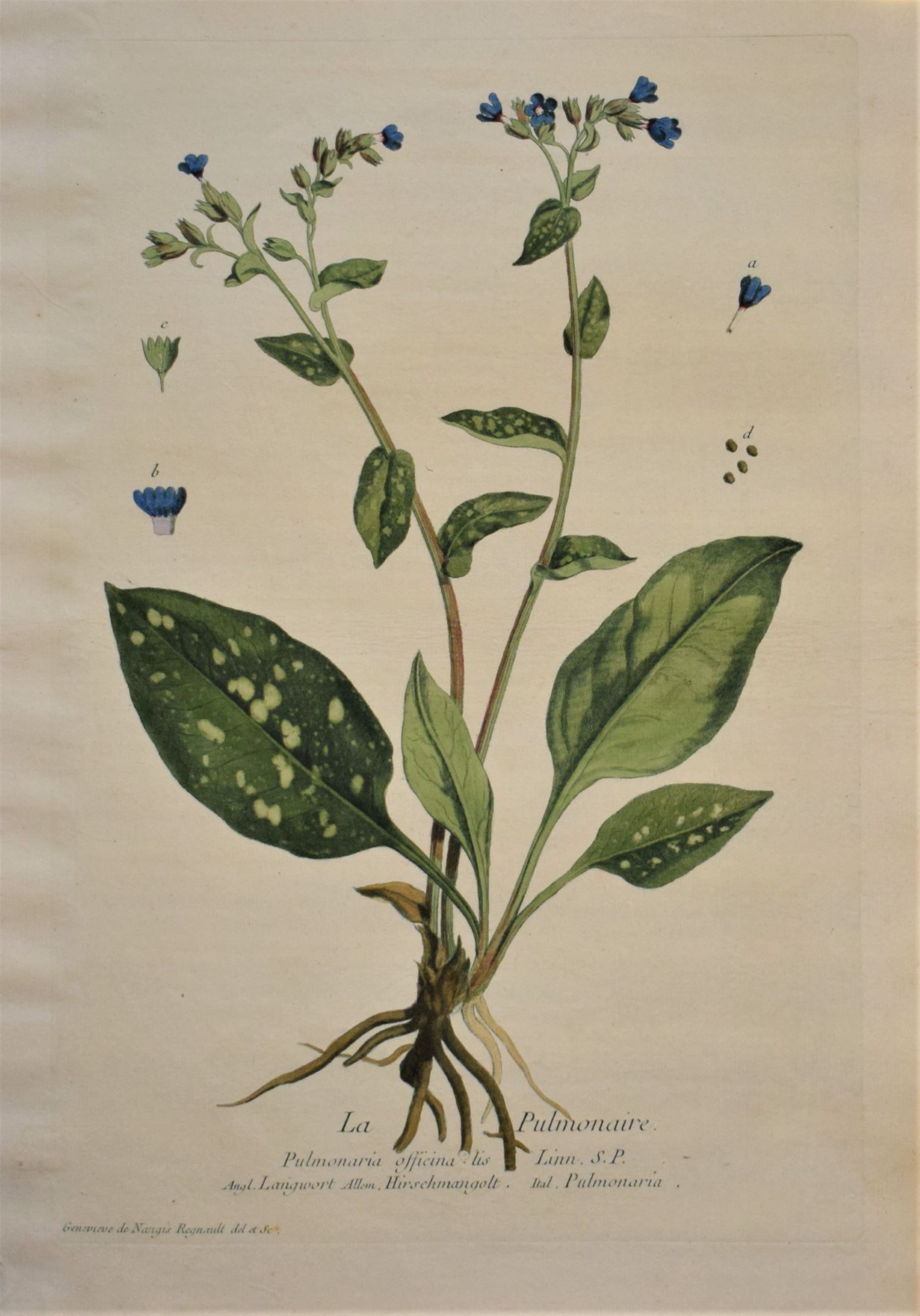 18th-century botanical engraving of a Lungwort (La Pulmonaire) by Regnault. Hand-coloured copperplate illustration.