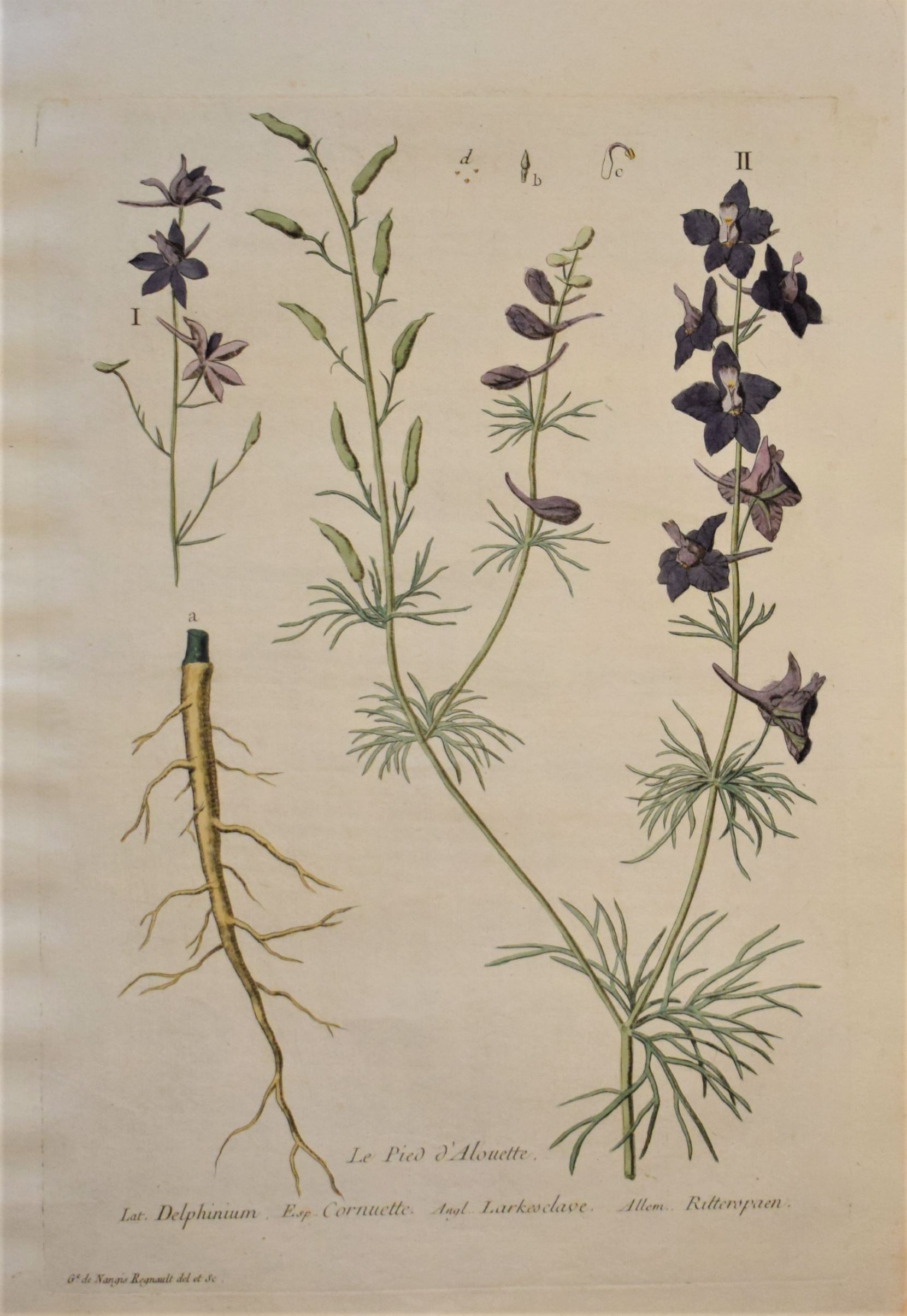 18th-century botanical engraving of a Larkspur (Le Pied d'Alouette) by Regnault. Hand-coloured copperplate illustration.
