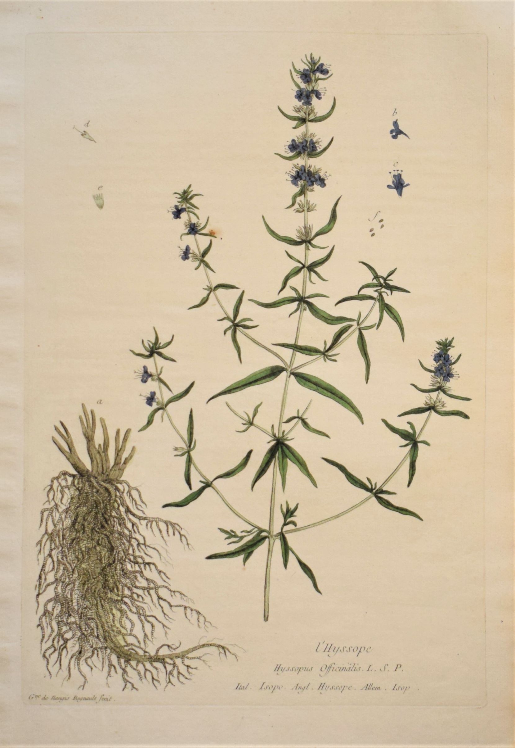 18th-century botanical engraving of a Hyssop (L'Hyssope) by Regnault. Hand-coloured copperplate illustration.