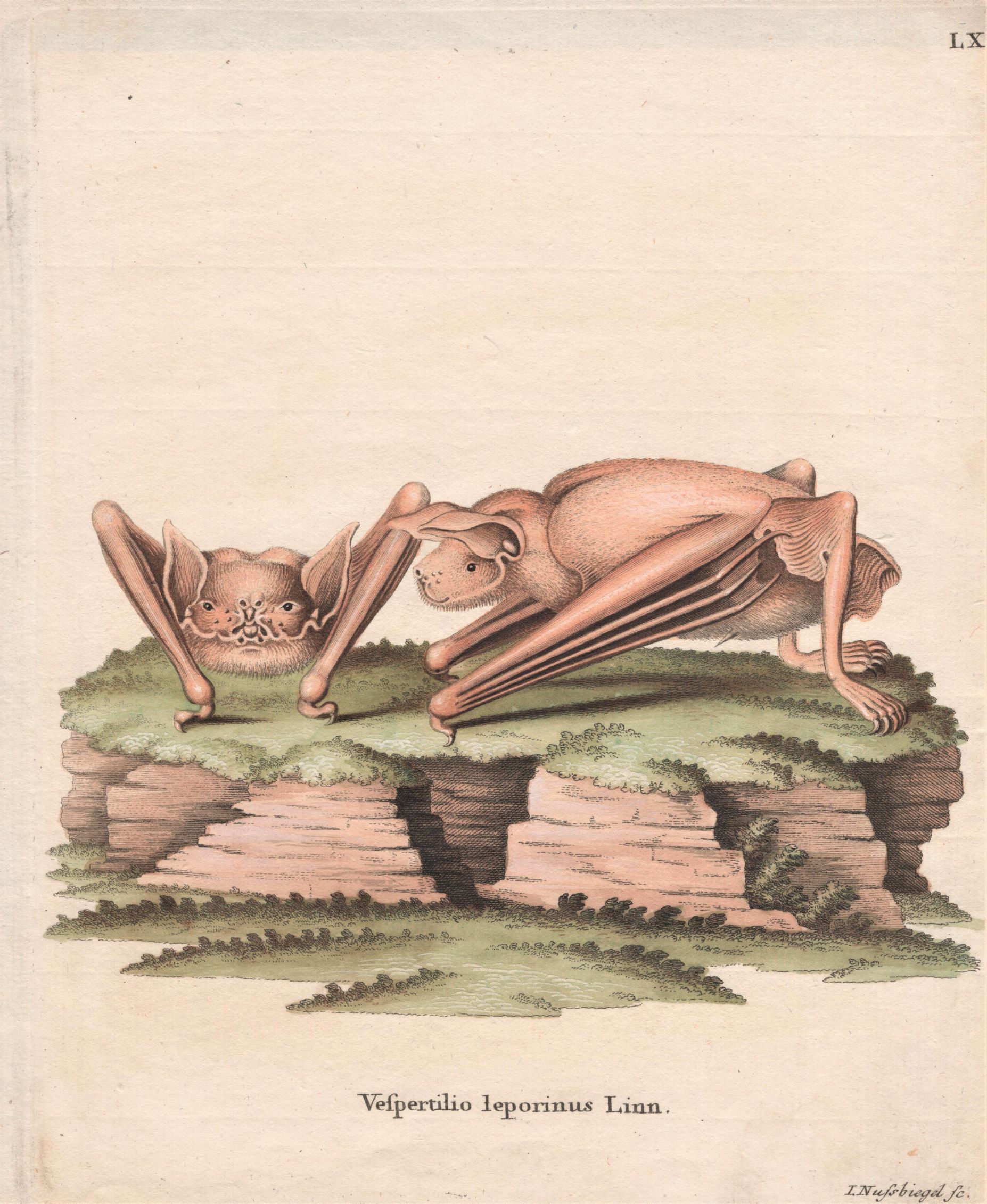 Schreber Vespertilio leporinus Linn. – The Greater bulldog bat 1775