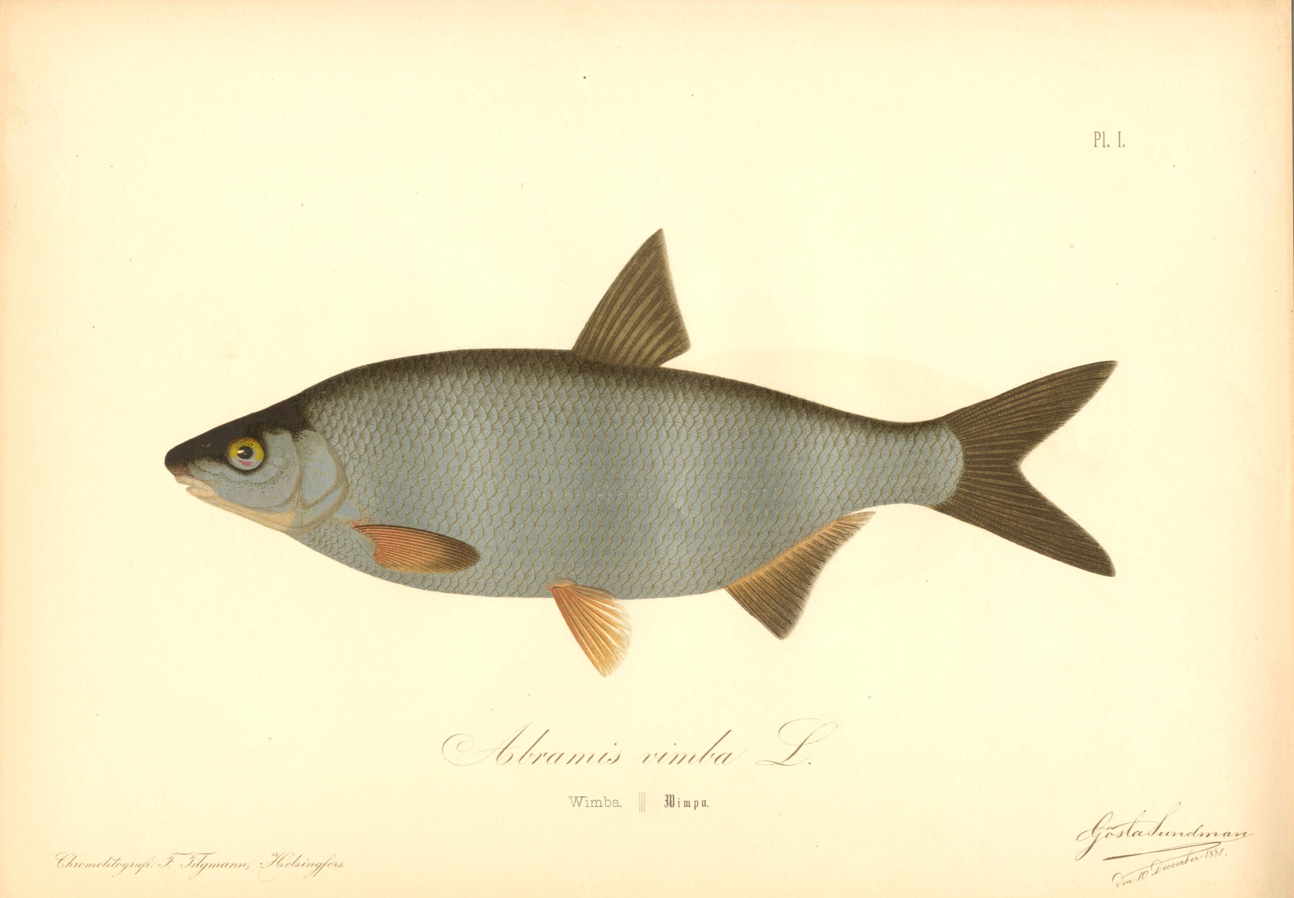 Sundman fish illustration, Vimba bream (Abramis vimba), from The Fishes of Finland. Sundmanin kalakuva, Vimpa. Suomen kalat. Sundmans fiskplanch, Vimma. Finlands fiskar.