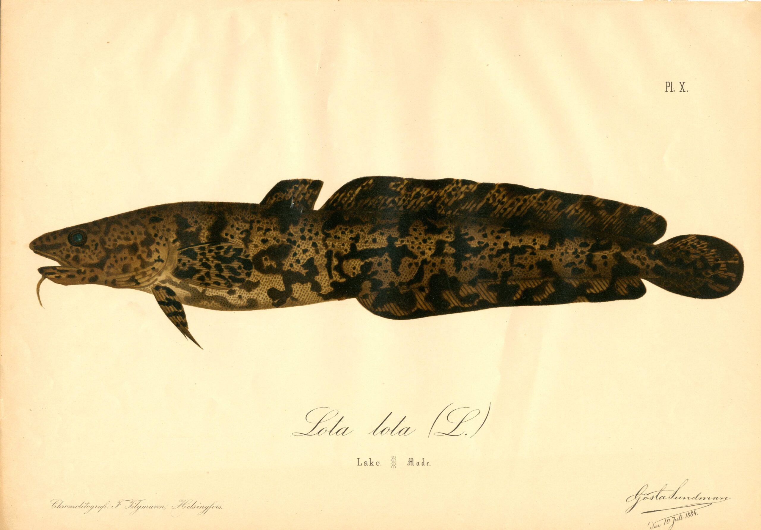 Sundman fish illustration, Burbot (Lota lota L.), from The Fishes of Finland. Sundmanin kalakuva, Made. Suomen kalat. Sundmans fiskplanch, Lake. Finlands fiskar.