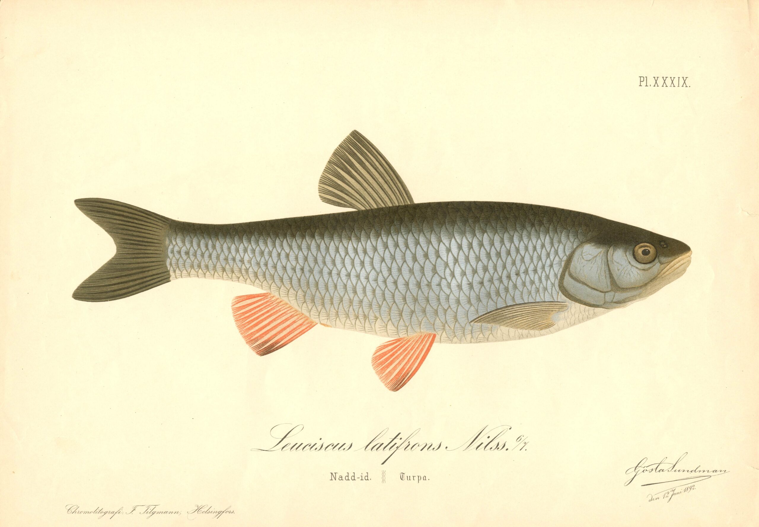 Sundman fish illustration, Common chub (Leuciscus latifrons Nilss.), from The Fishes of Finland. Sundmanin kalakuva, Turpa. Suomen kalat. Sundmans fiskplanch, Naddi-id, färna. Finlands fiskar.