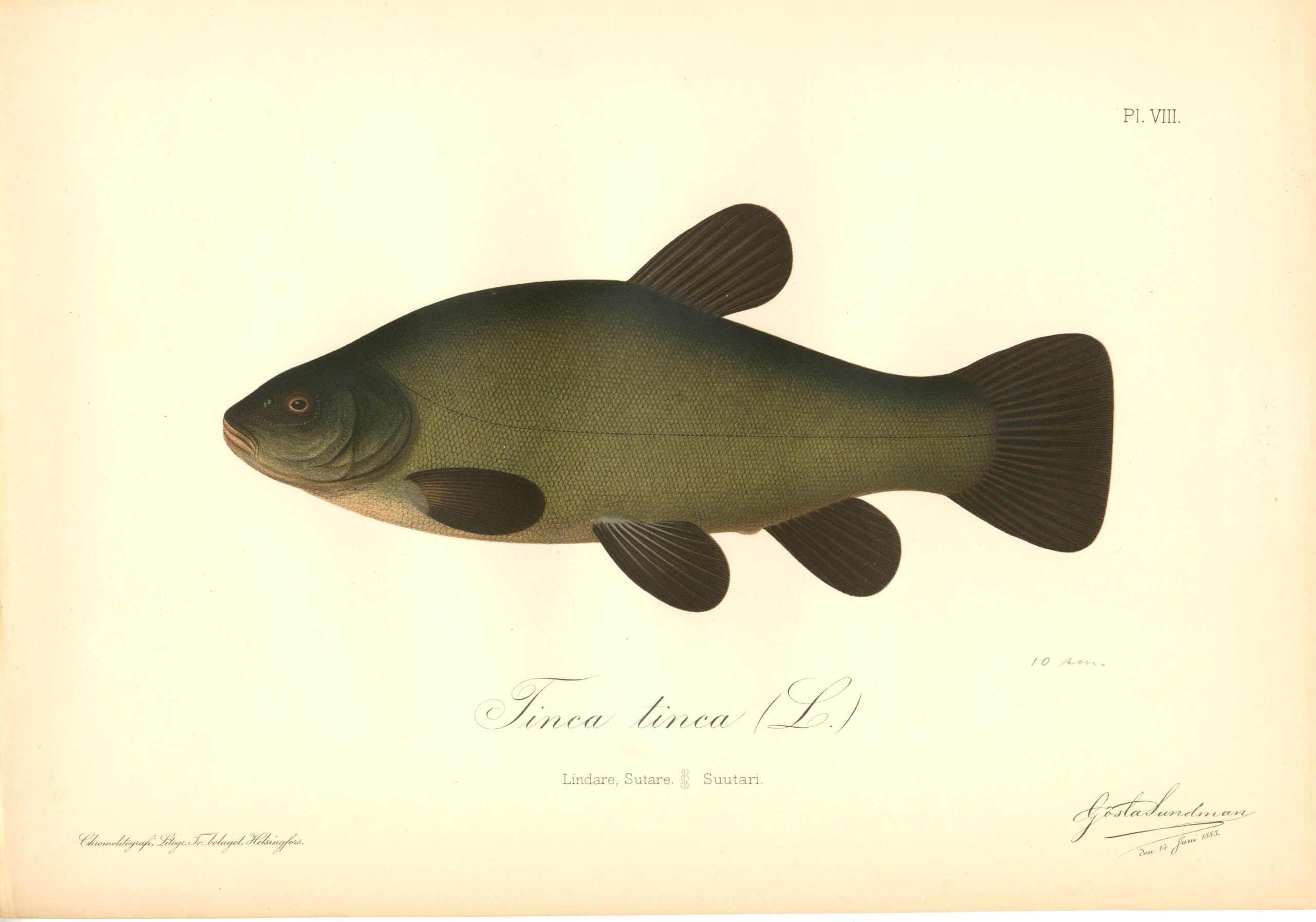 Sundman fish print, Tench (Tinca tinca L.), from The Fishes of Finland. Sundmanin kalakuva, Suutari. Suomen kalat. Sundmans fiskplanch, Sutare. Finlands fiskar.