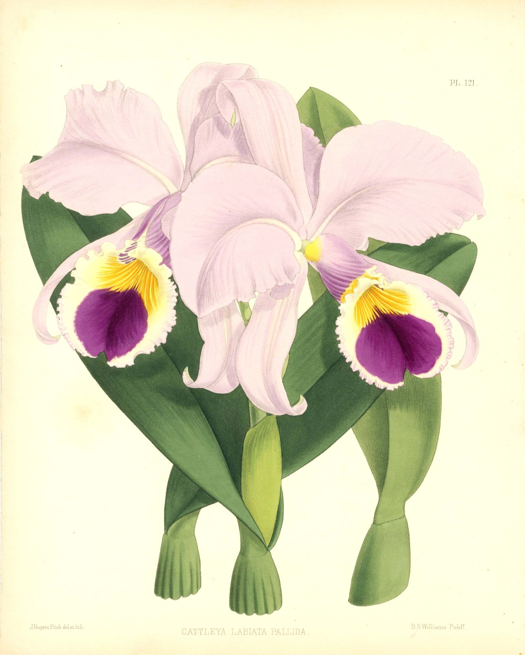 JOHN NUGENT FITCH Orchid lithograph (Cattleya Labiata Pallida)