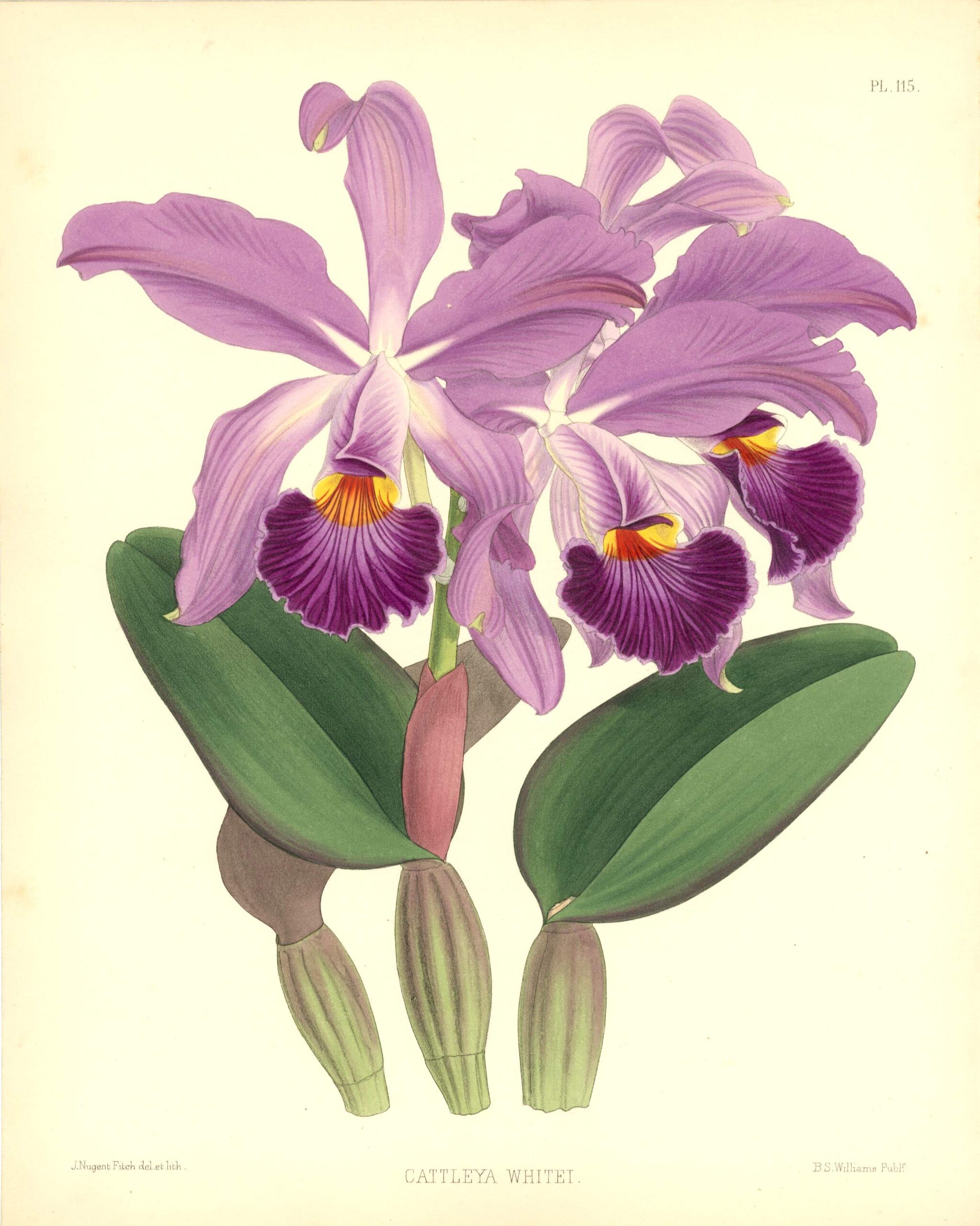 JOHN NUGENT FITCH Orchid lithograph (Cattleya Whitei)