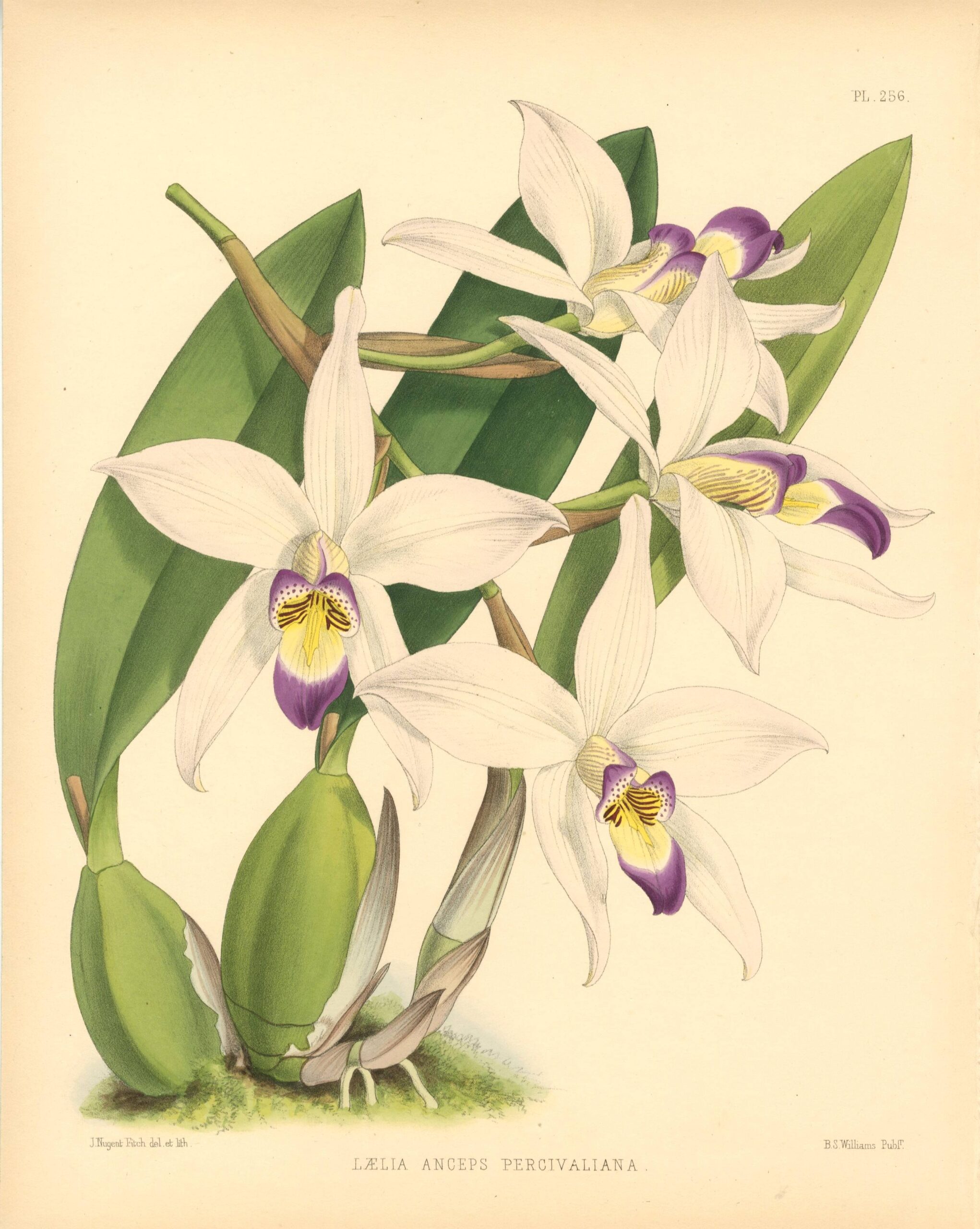 JOHN NUGENT FITCH Orchid lithograph (Laelia Anceps Percivaliana)