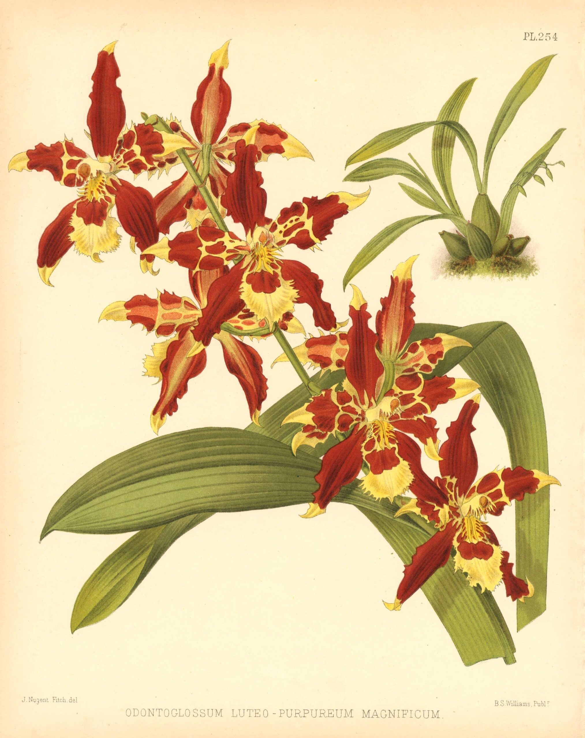 JOHN NUGENT FITCH Orchid lithograph (Odontoglossum Luteo-Purpurerum Magnificum)