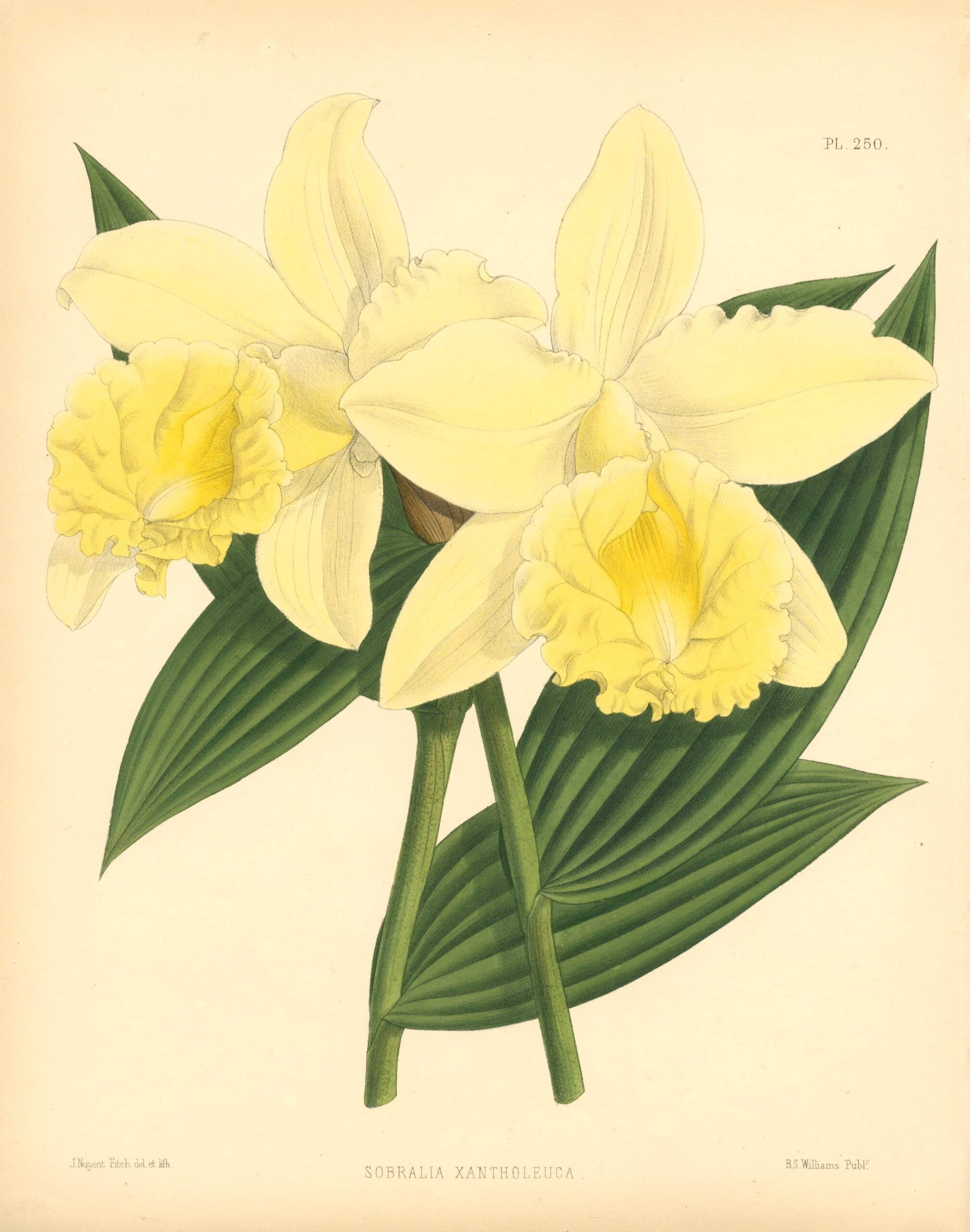 JOHN NUGENT FITCH Orchid lithograph (Sobralia Xantholeuca)