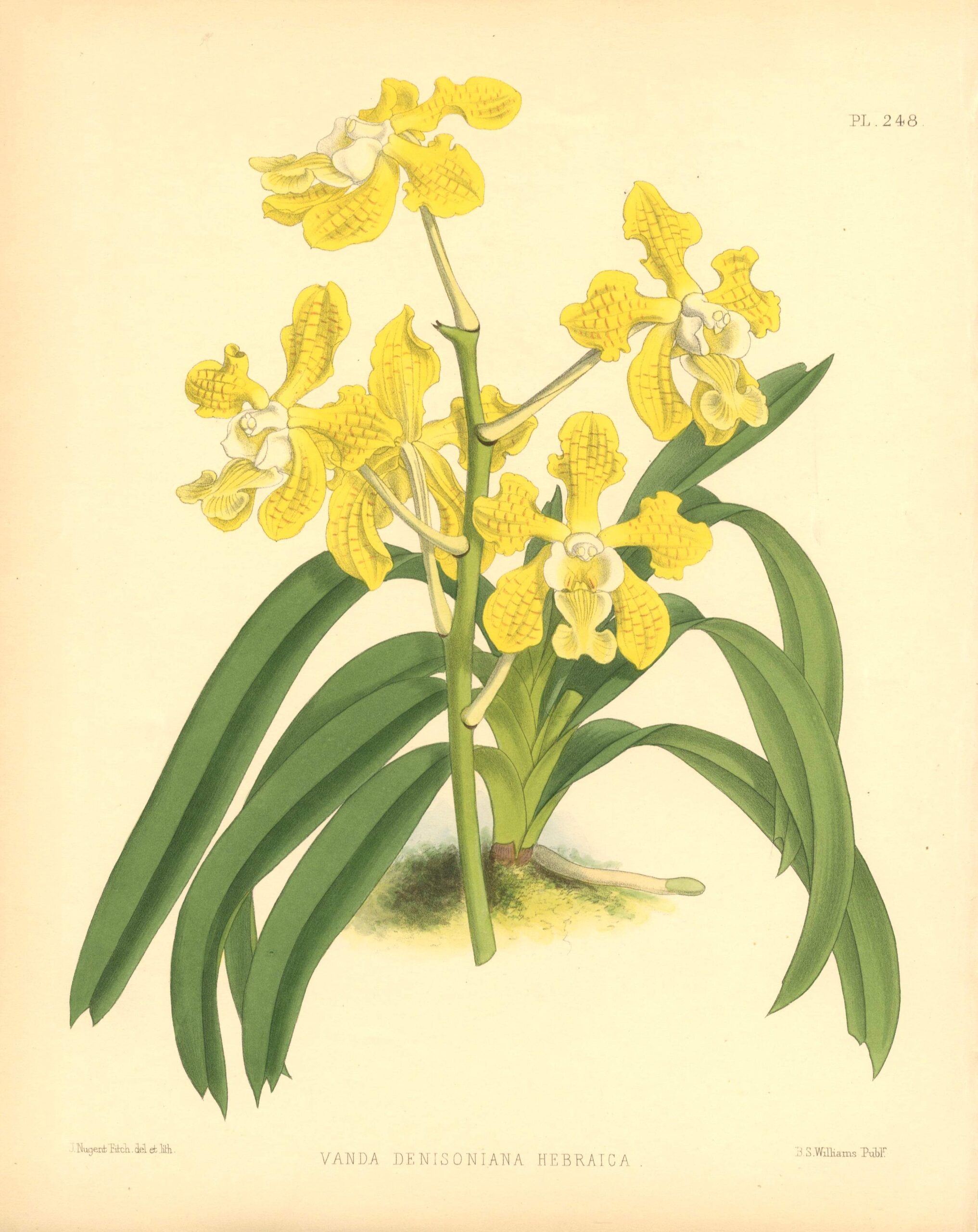 JOHN NUGENT FITCH Orchid lithograph (Vanda Denisoniana Hebraica)