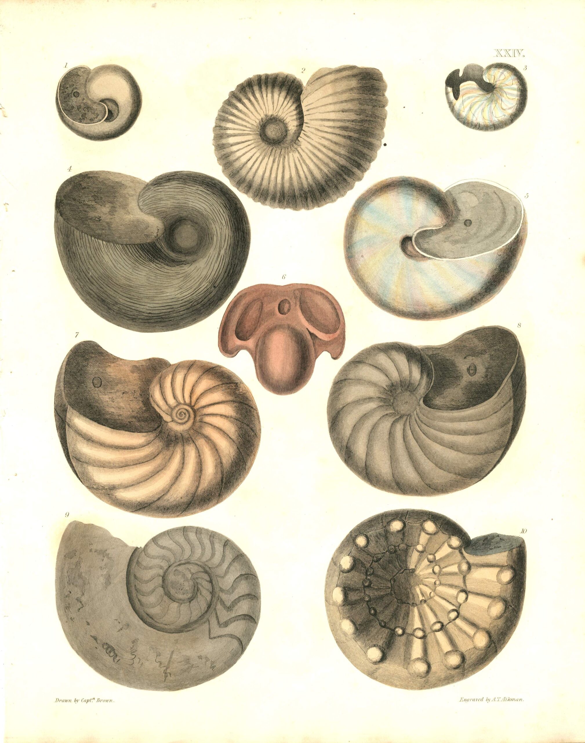 CAPTAIN THOMAS BROWN Shell Engraving (1849)