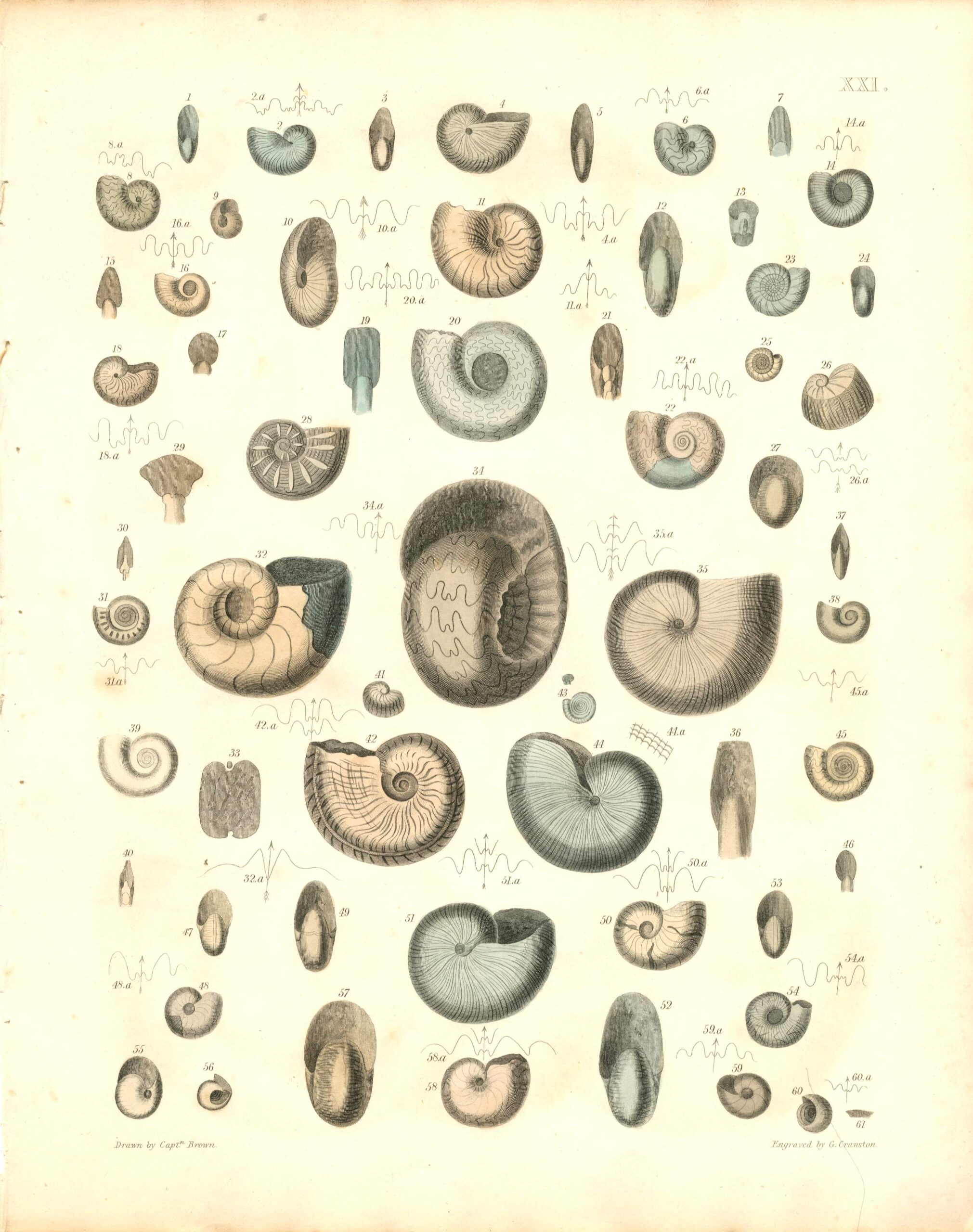 CAPT. THOMAS BROWN Shell engraving (1849)