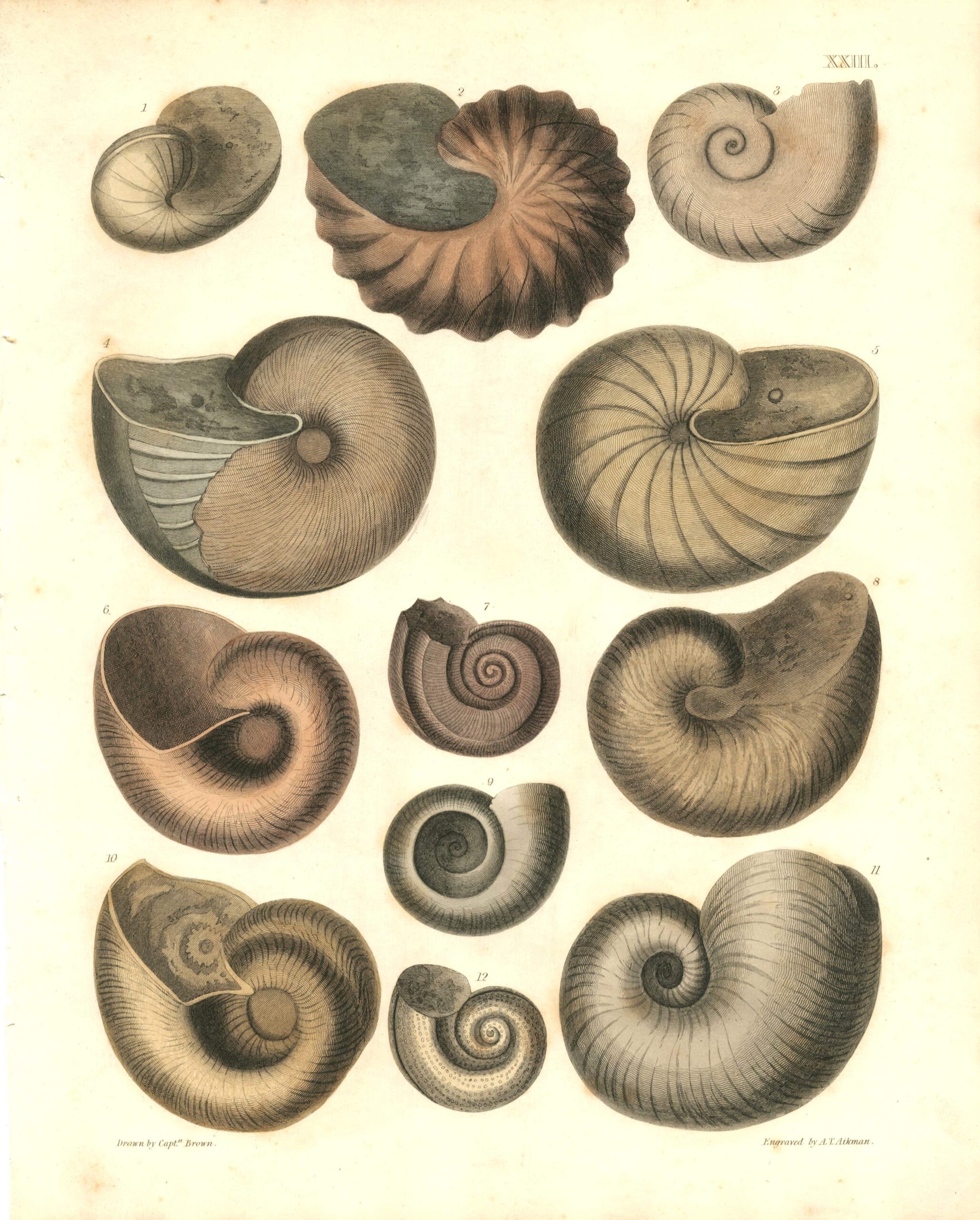 CAPT. THOMAS BROWN Shell engraving (1849)