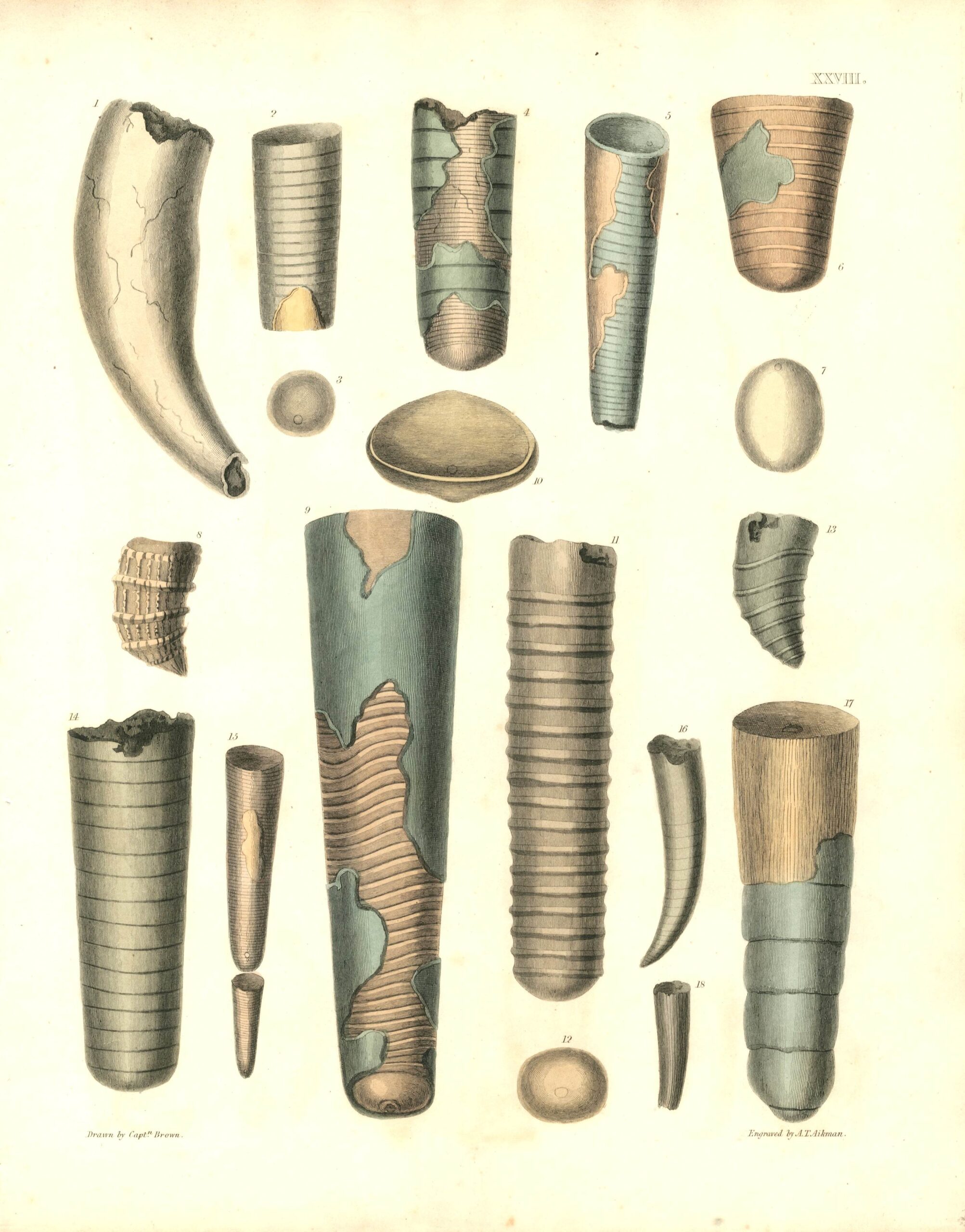 CAPT. THOMAS BROWN Fossil engraving (1849)