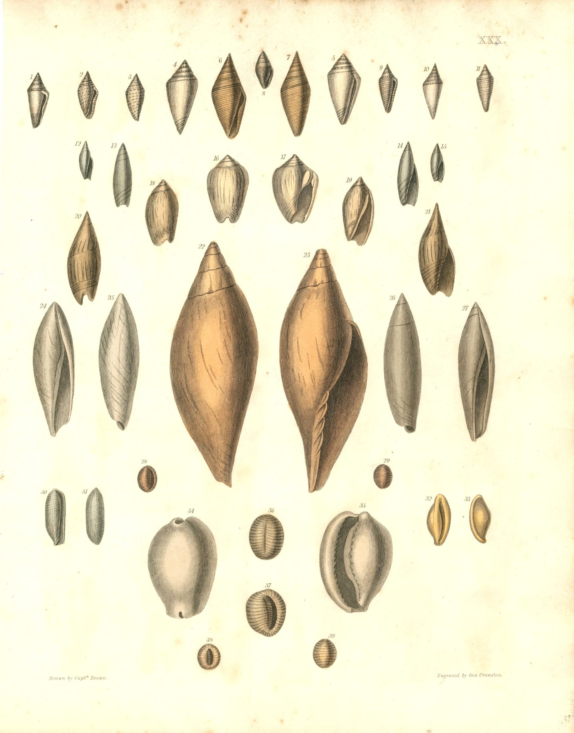 CAPT. THOMAS BROWN Shell engraving (1849)