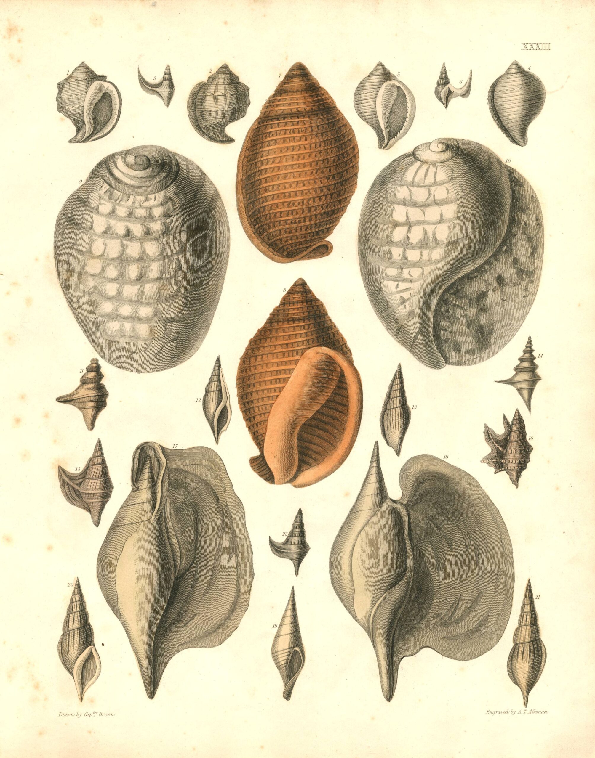 CAPT. THOMAS BROWN Shell engraving (1849)