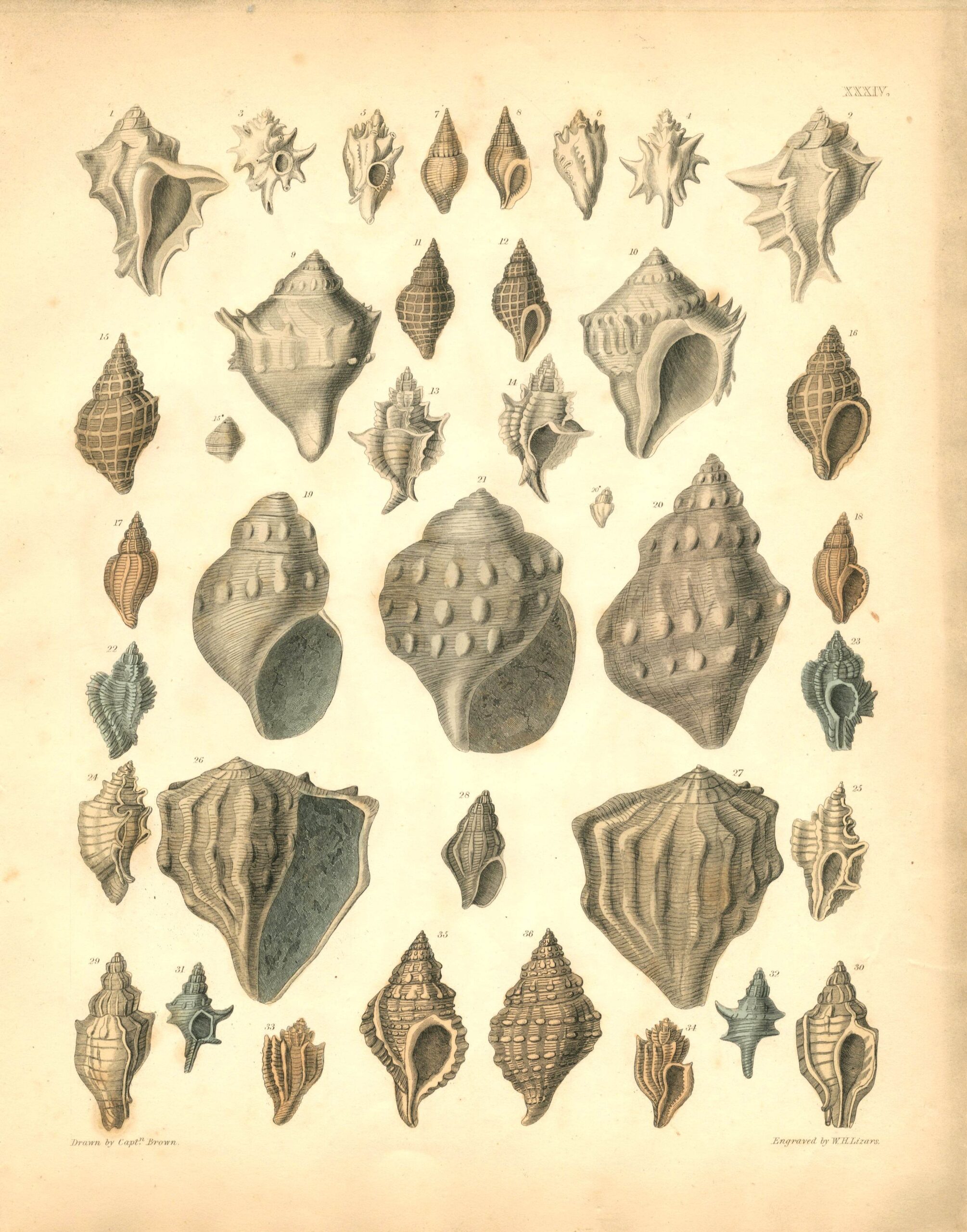 CAPT. THOMAS BROWN Shell engraving (1849)