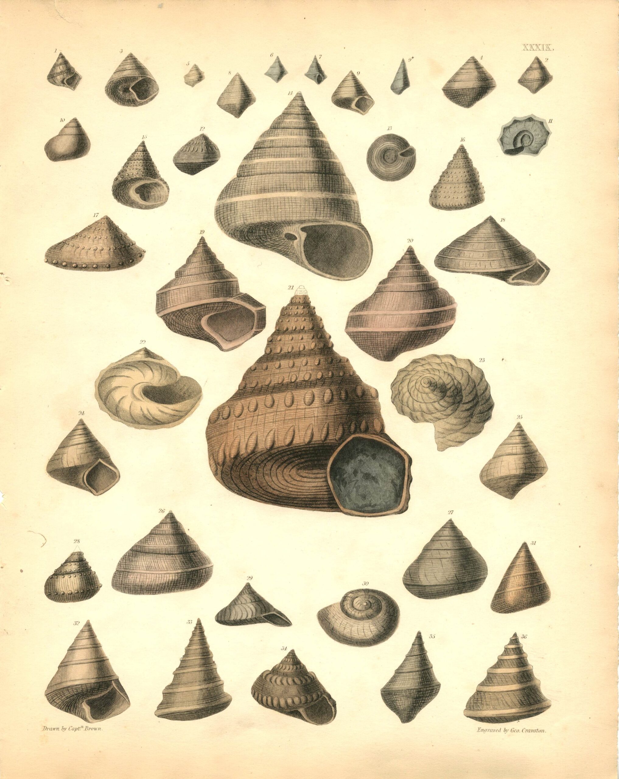 CAPT. THOMAS BROWN Shell engraving (1849)